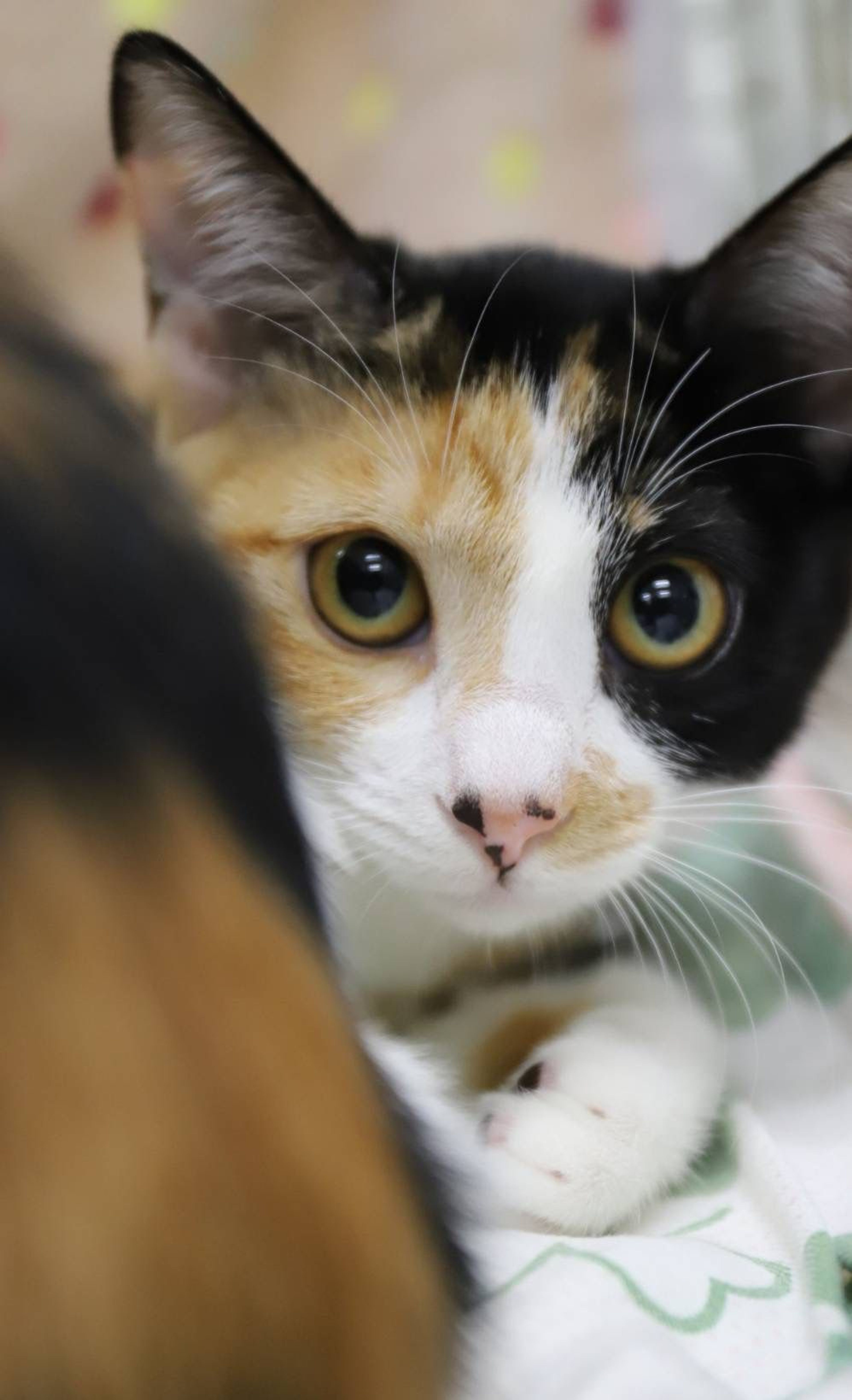 雑種（ミックス猫）・メスの里親募集の写真