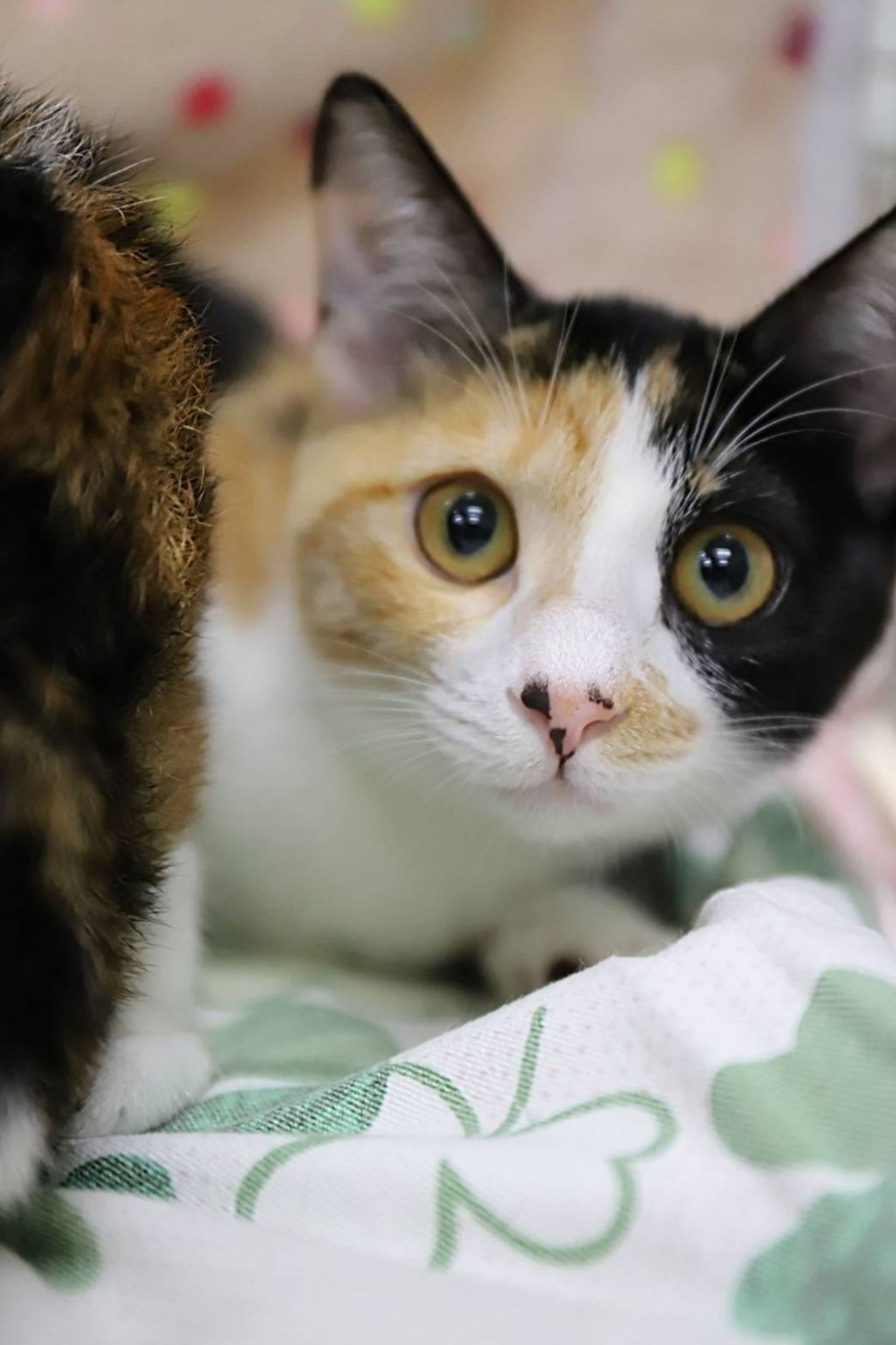 pet-image-2