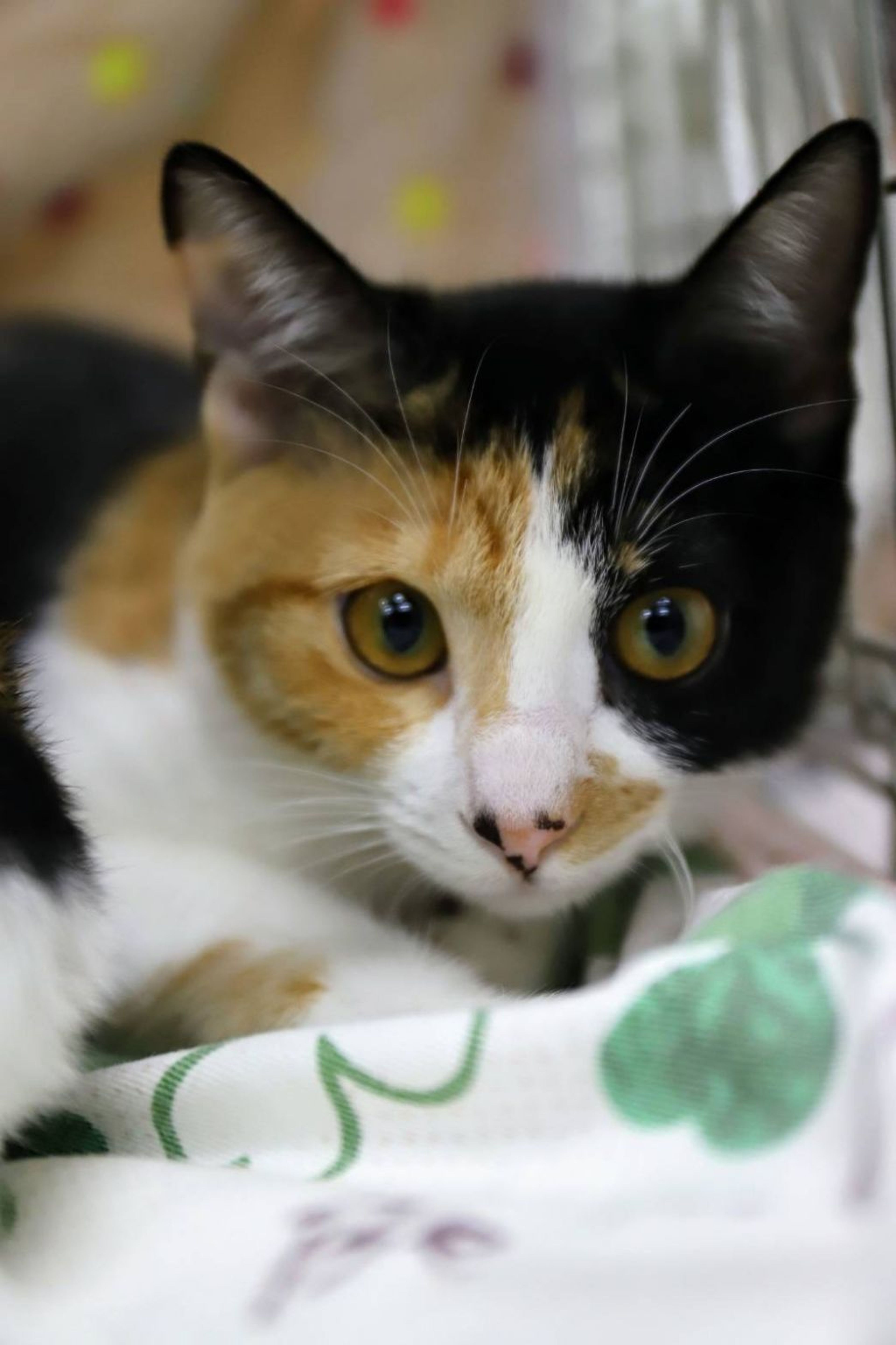 pet-image-3