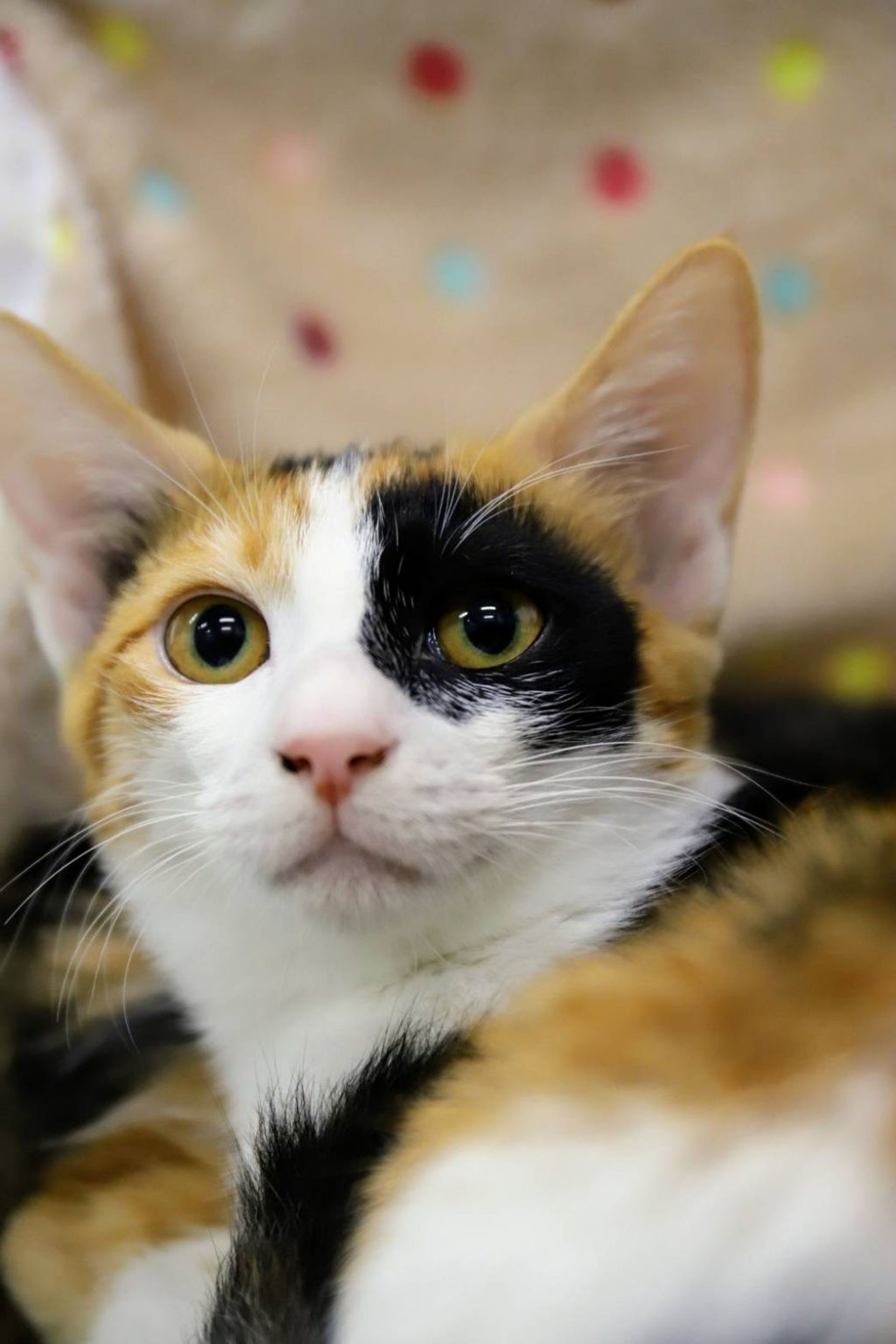 雑種（ミックス猫）・メスの里親募集の写真