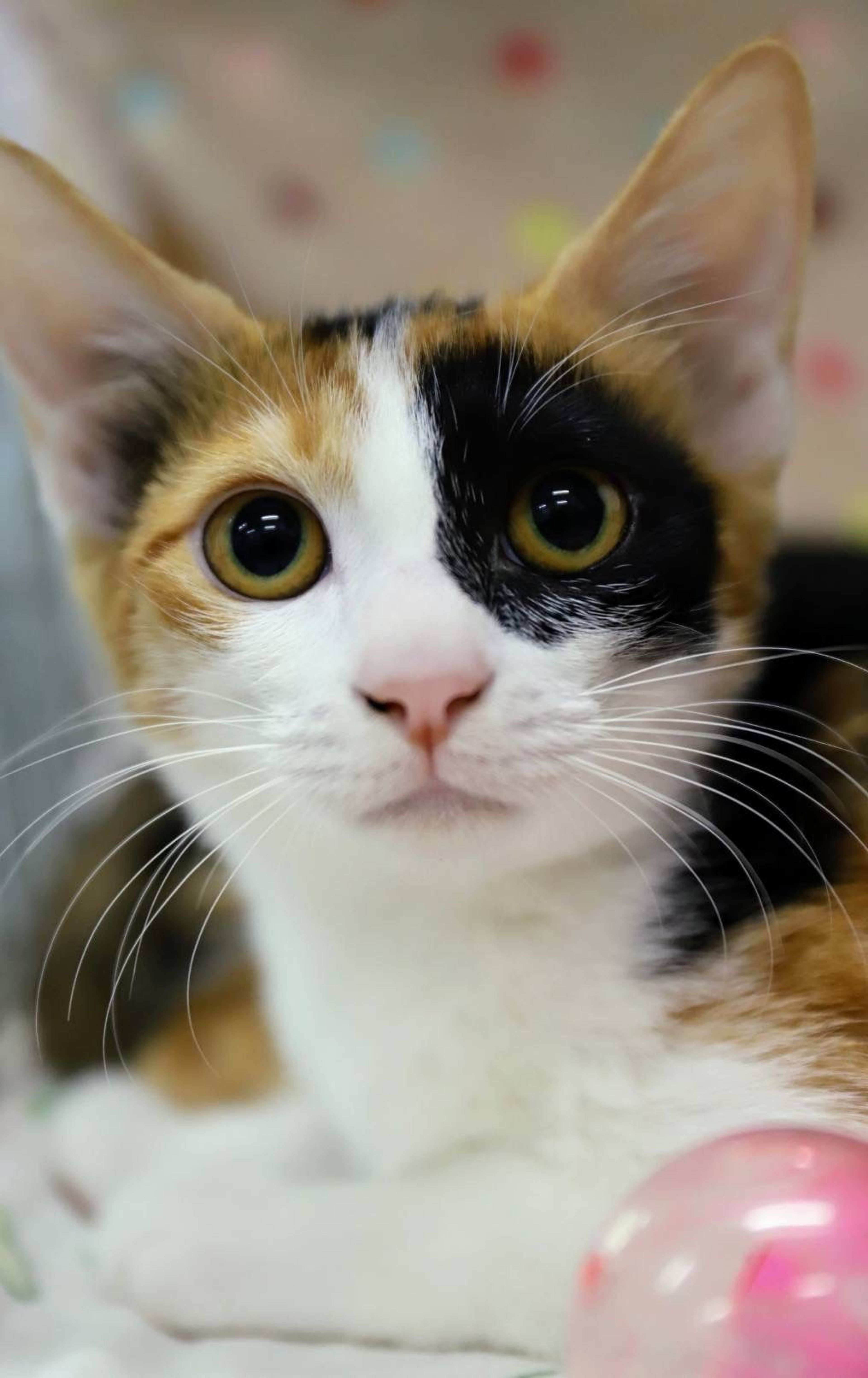 pet-image-2