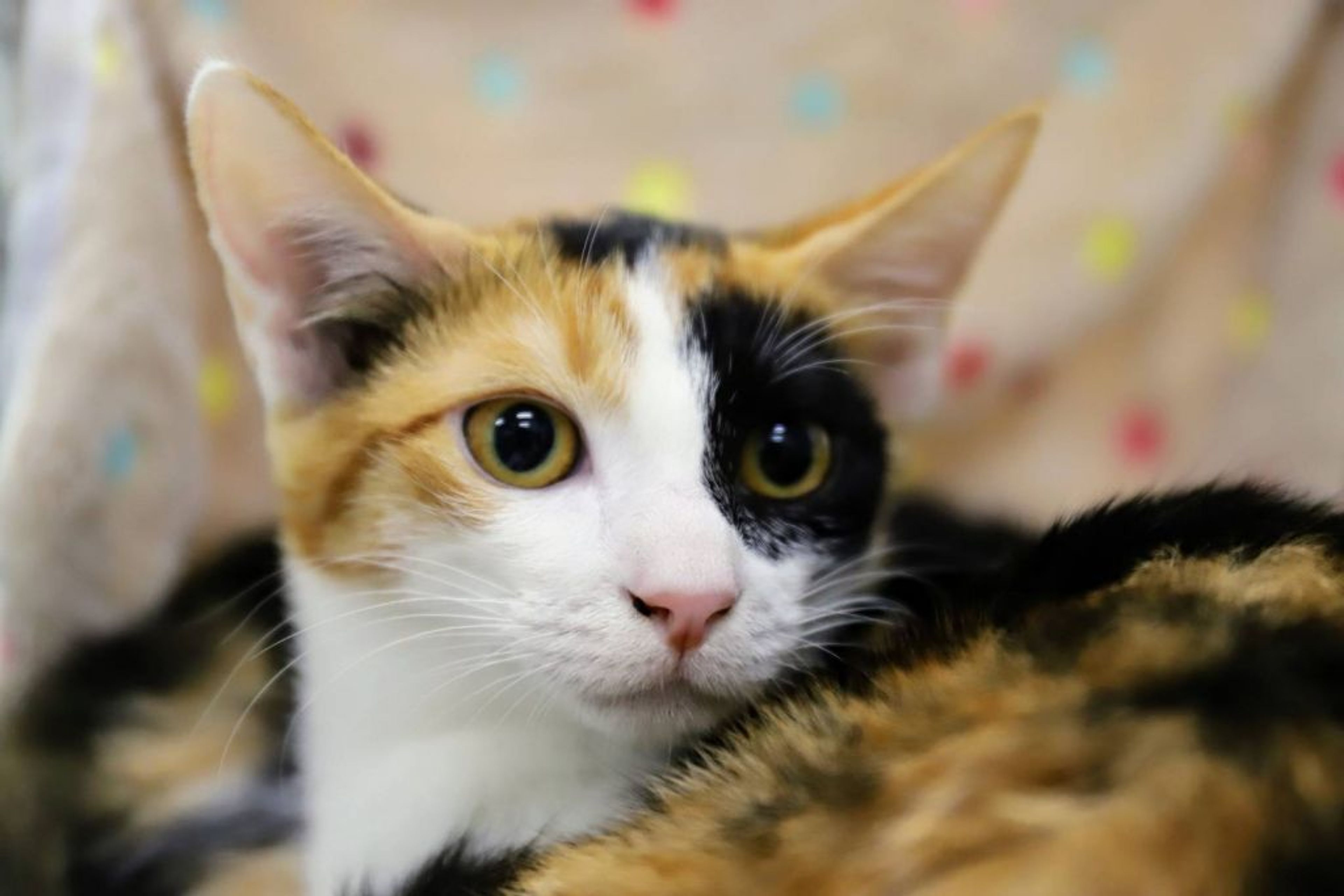 pet-image-3