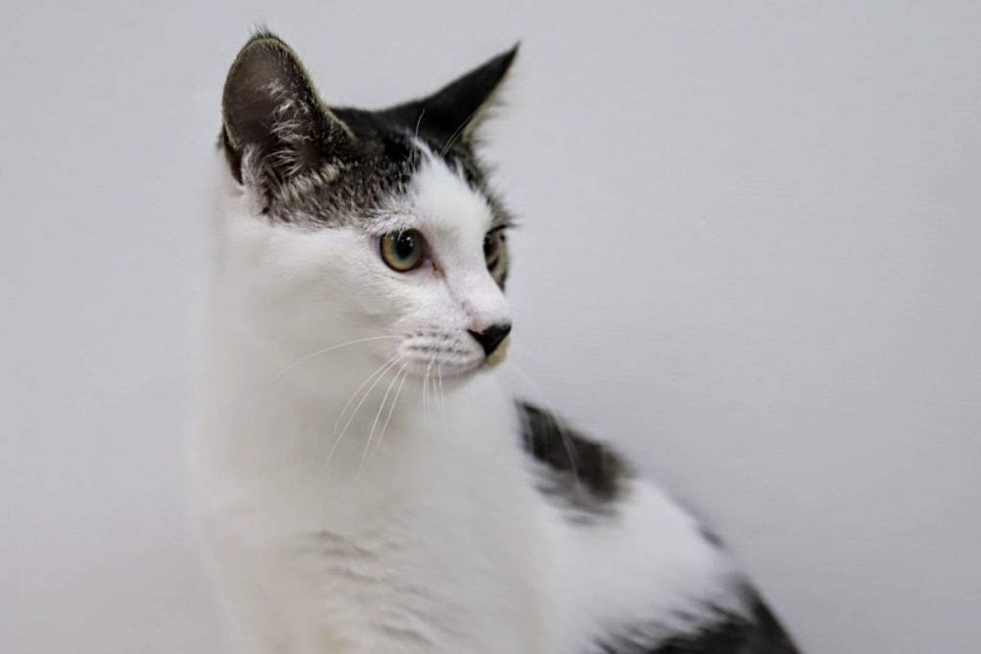 雑種（ミックス猫）・オスの里親募集の写真