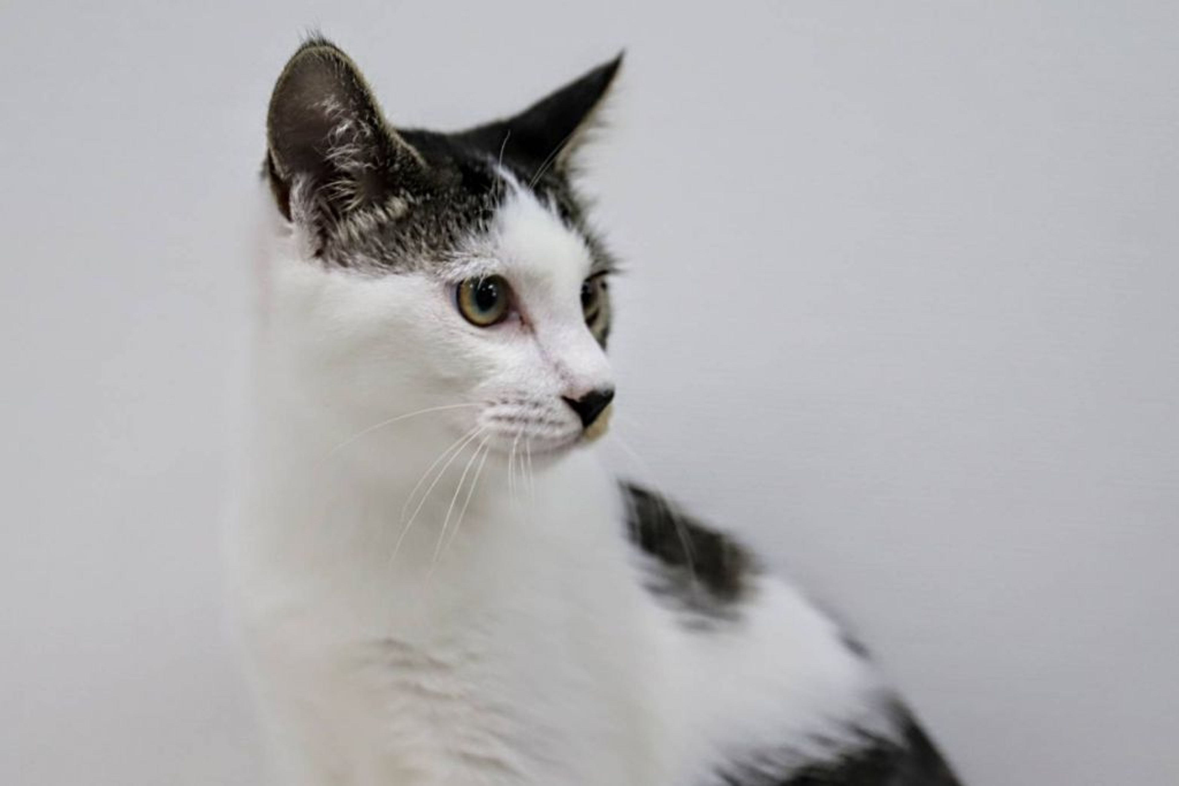 雑種（ミックス猫）・オスの里親募集の写真