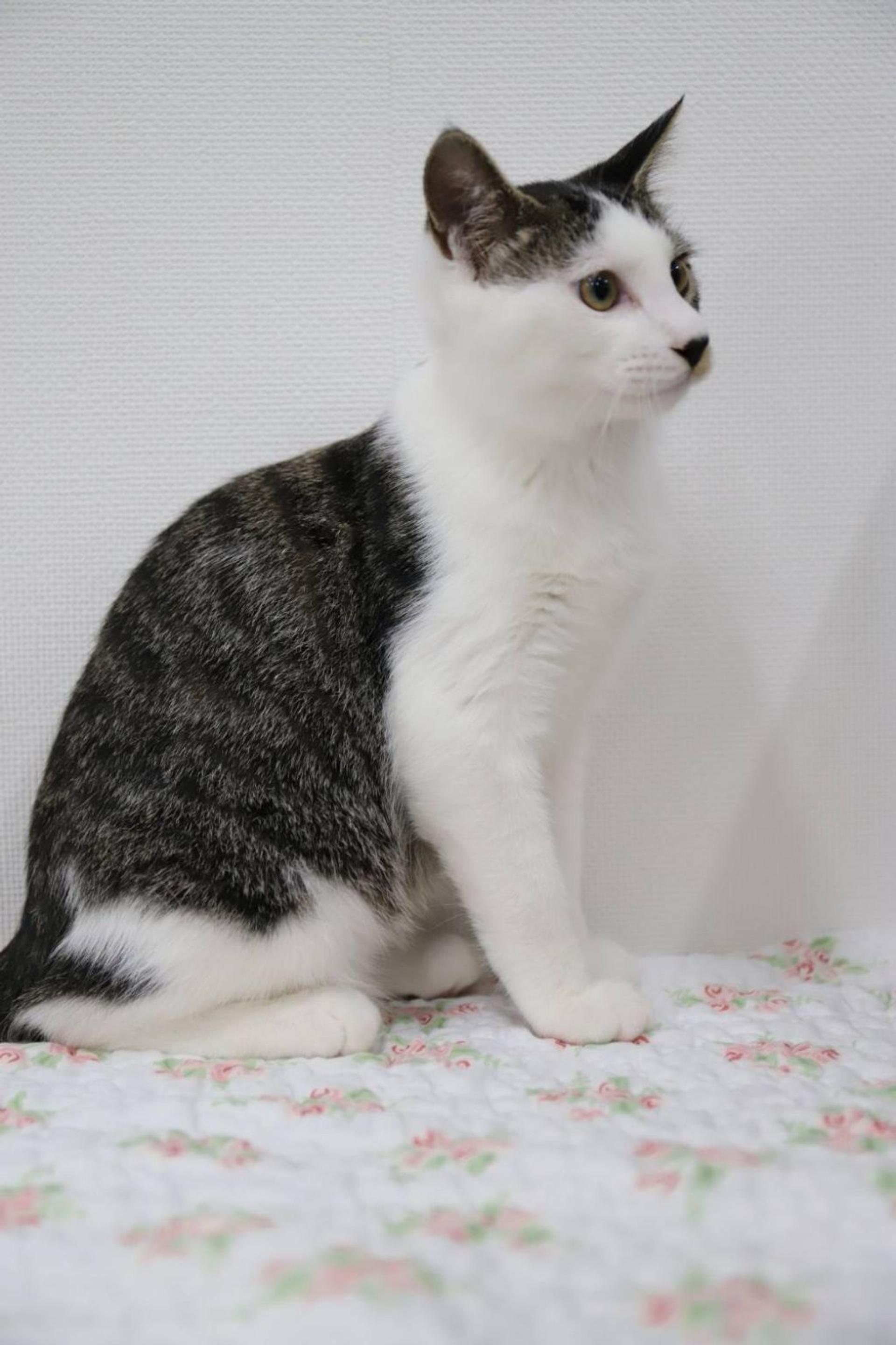 pet-image-3