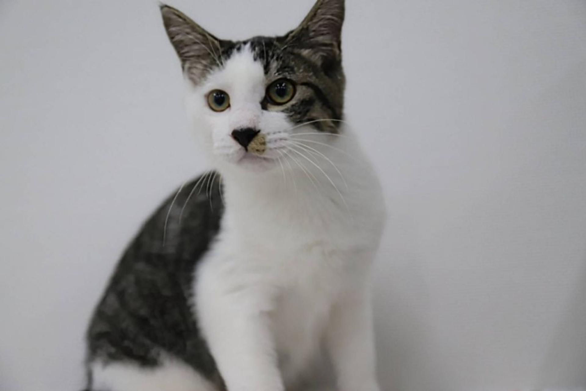 pet-image-4