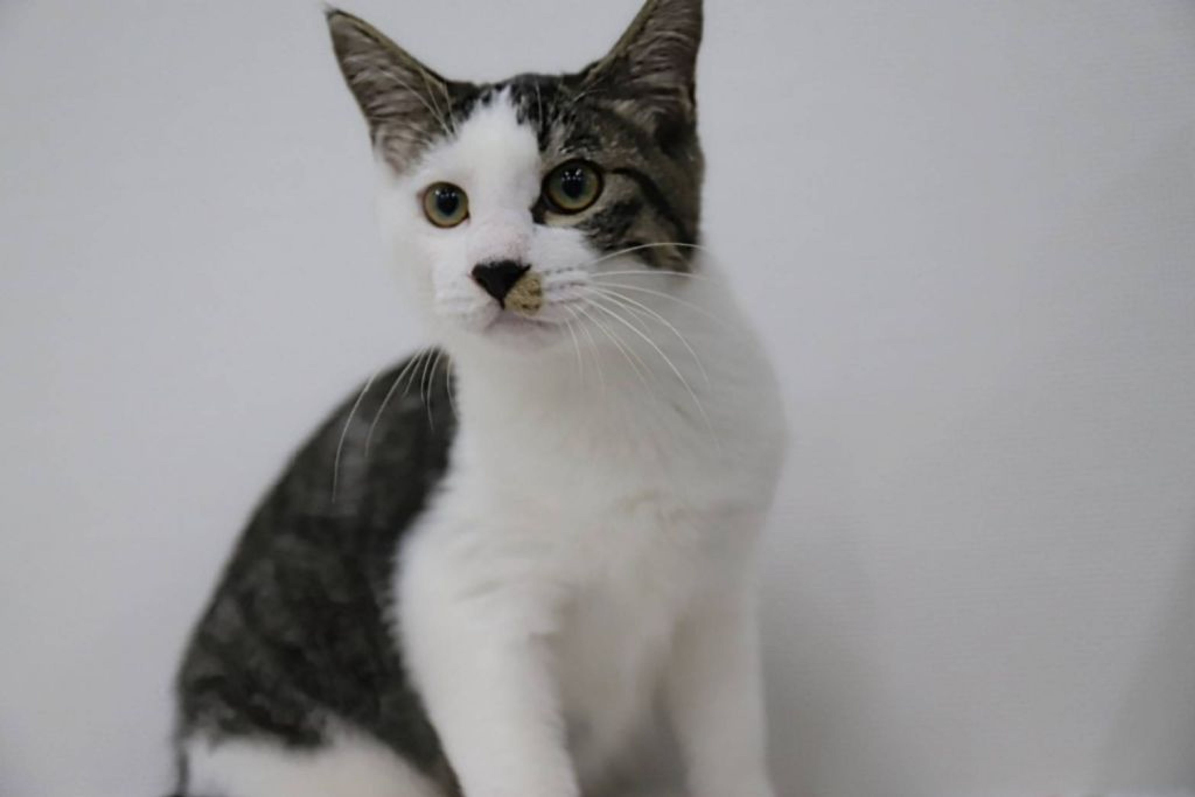 pet-image-4
