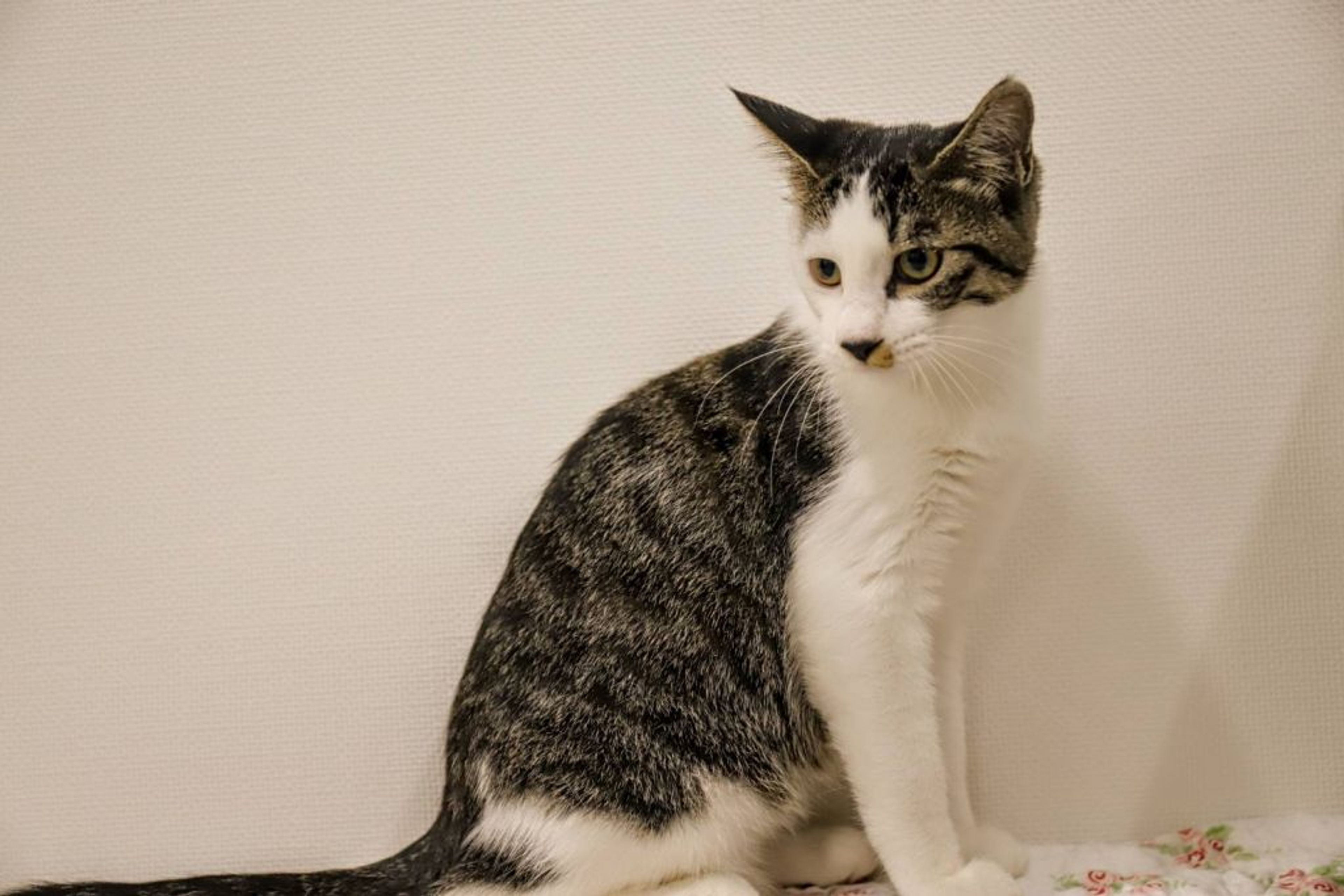 pet-image-5