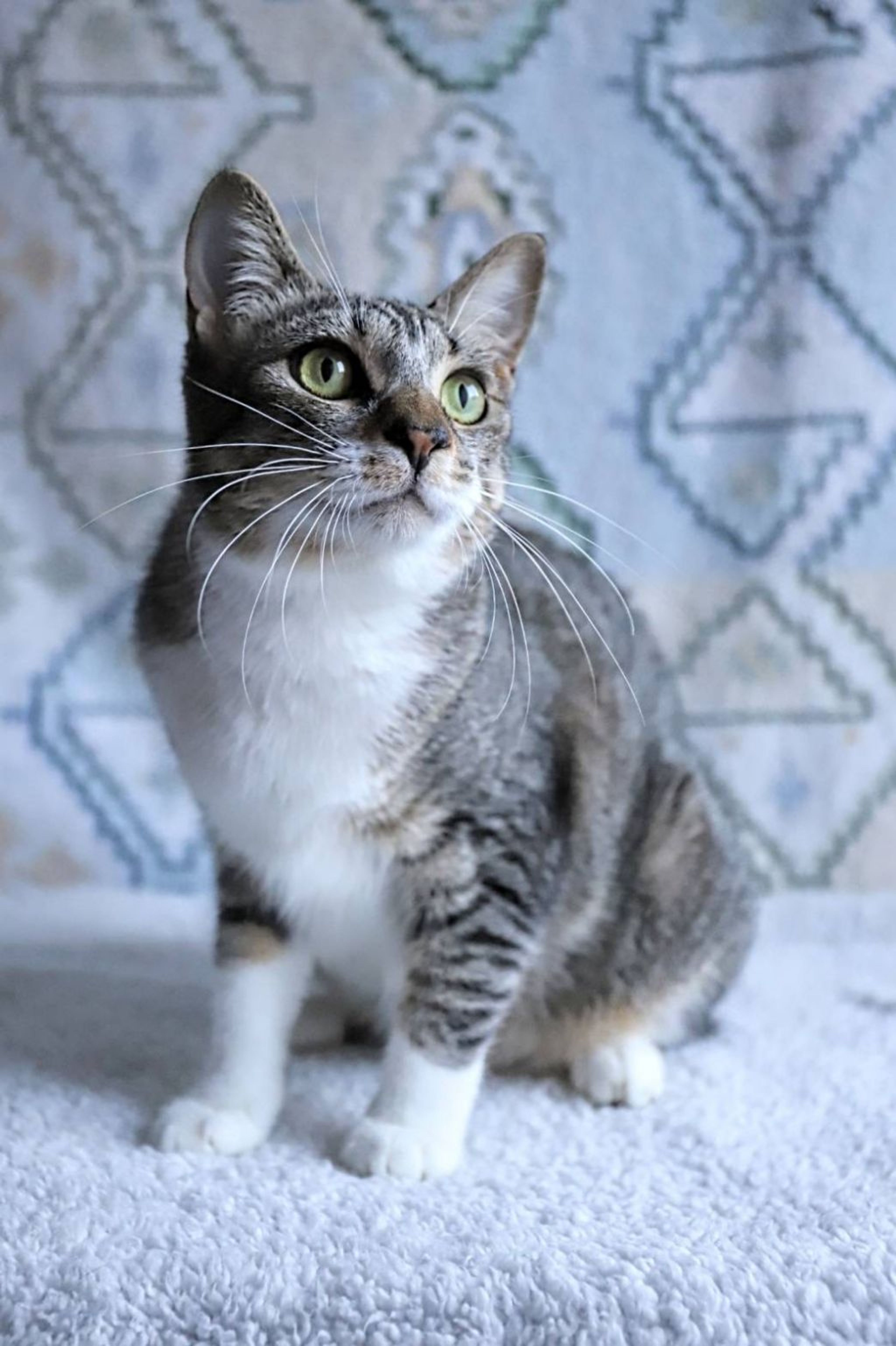 雑種（ミックス猫）・メスの里親募集の写真