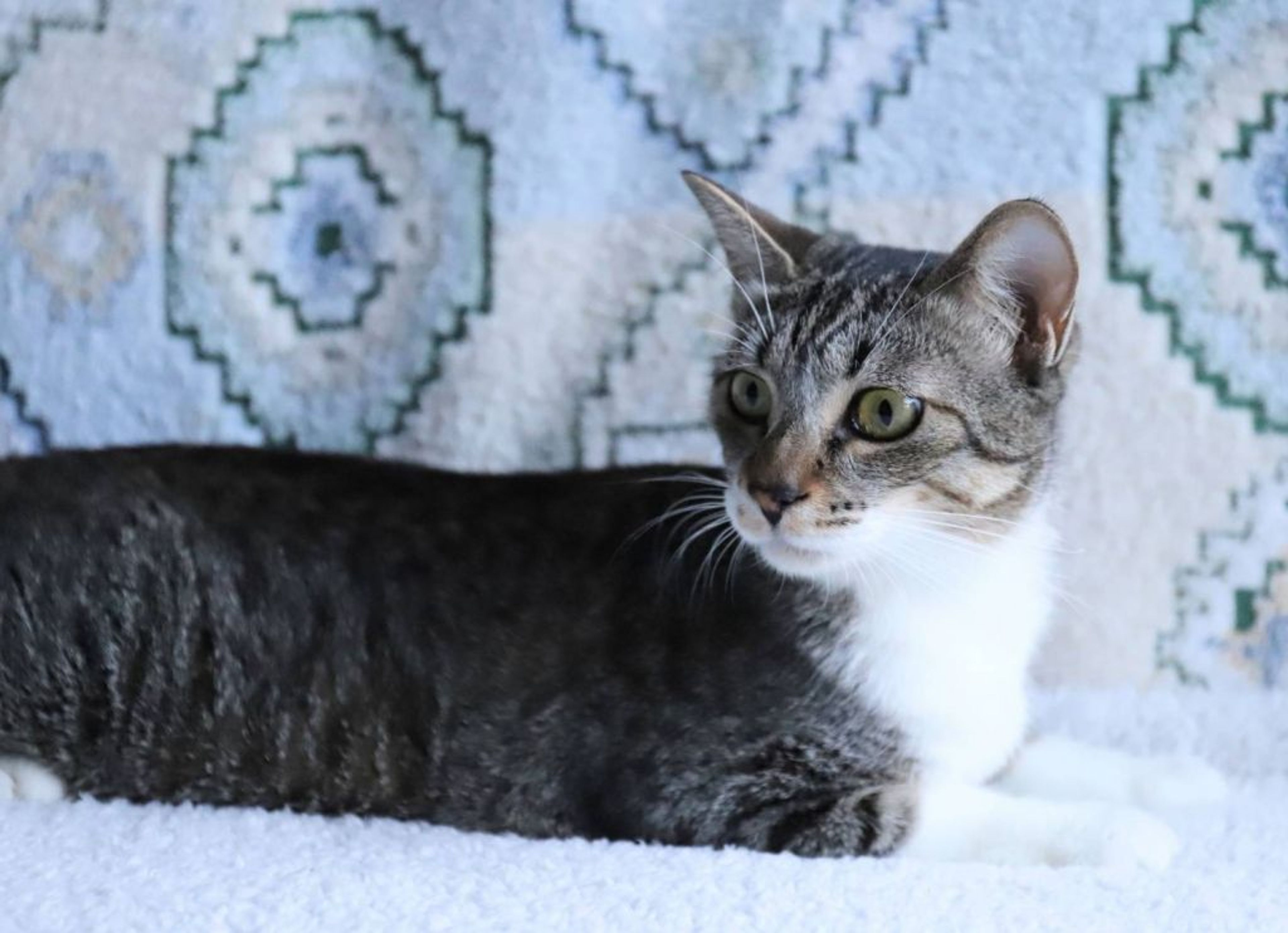 pet-image-3