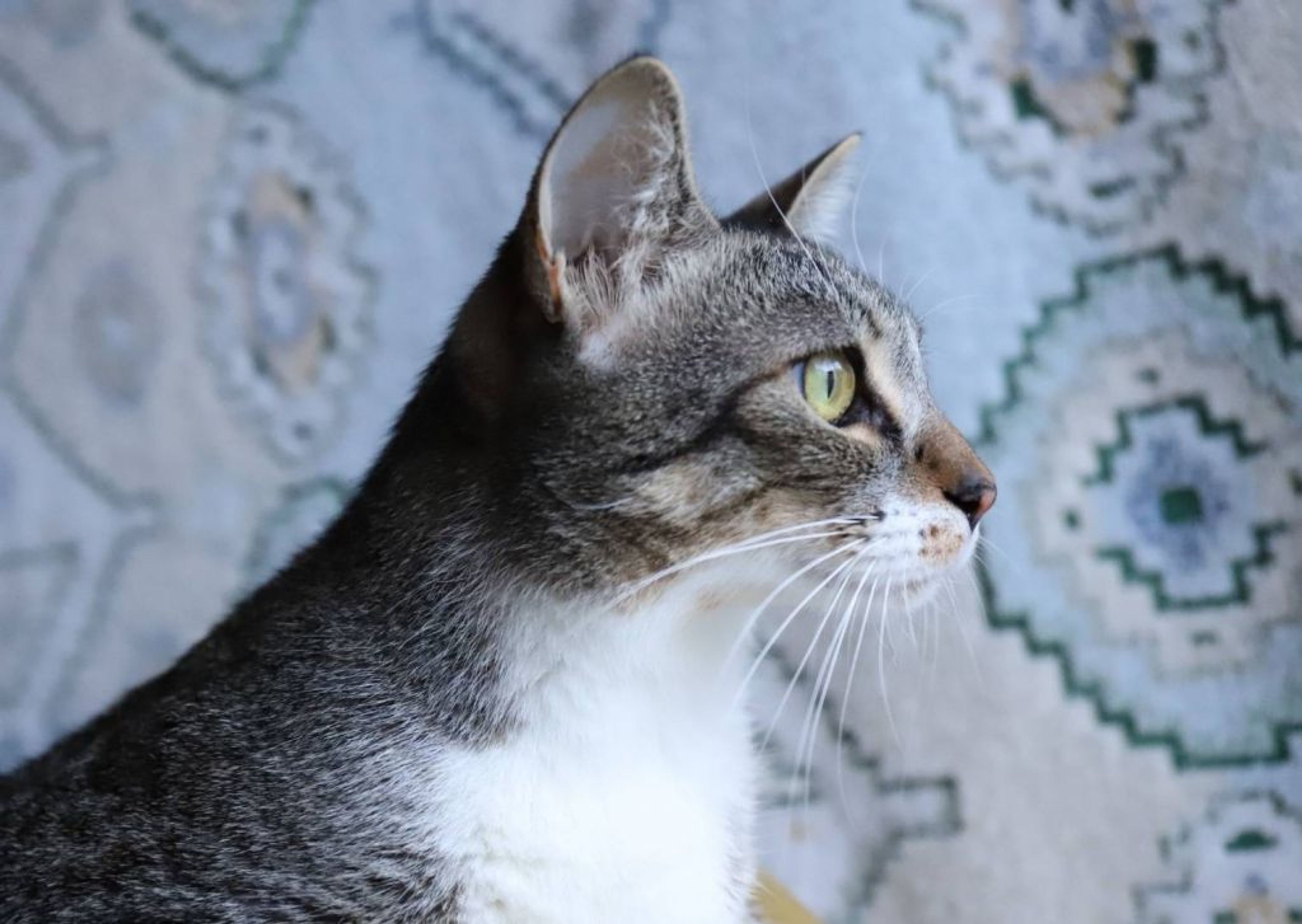 pet-image-4