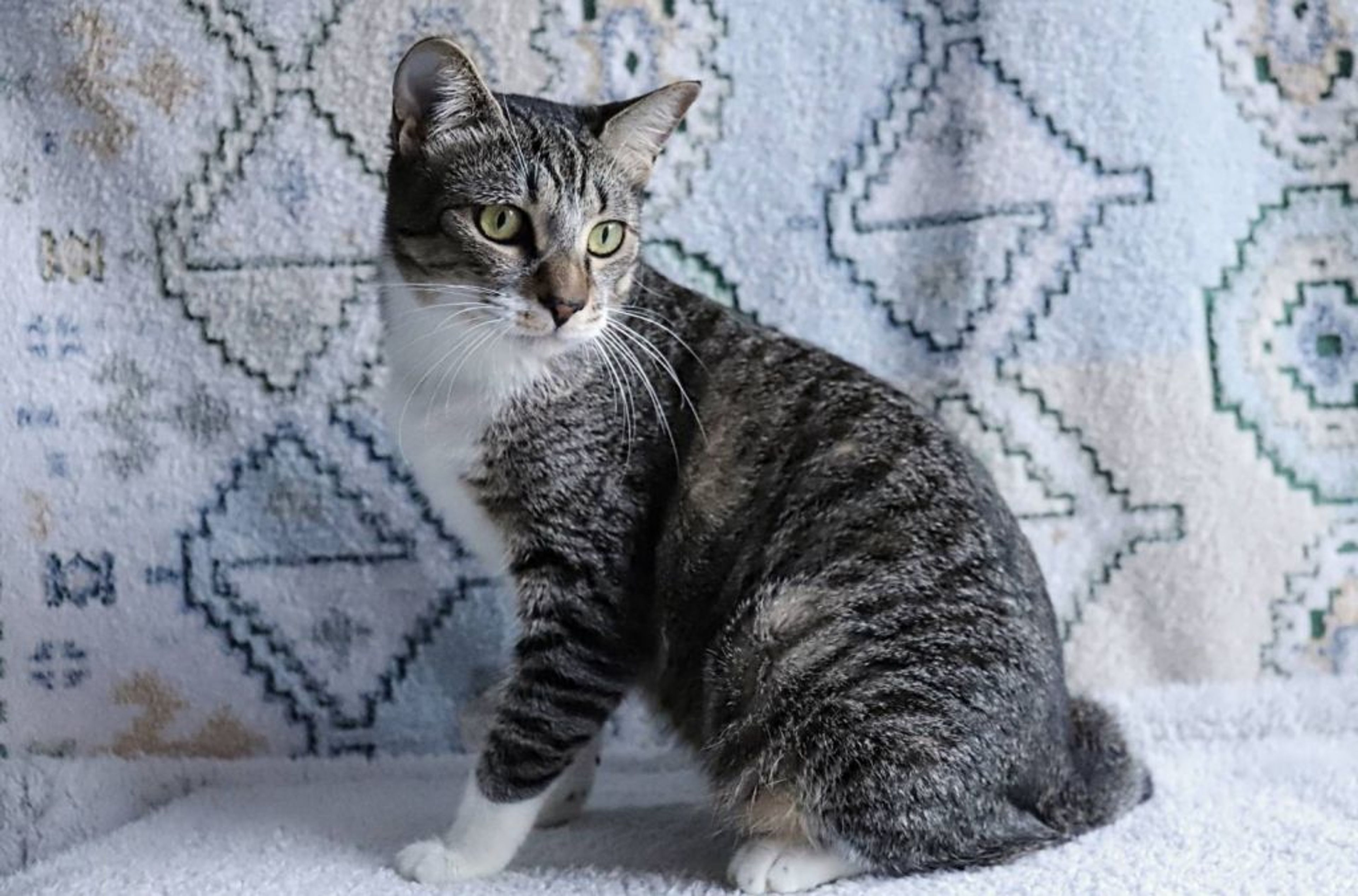 pet-image-5