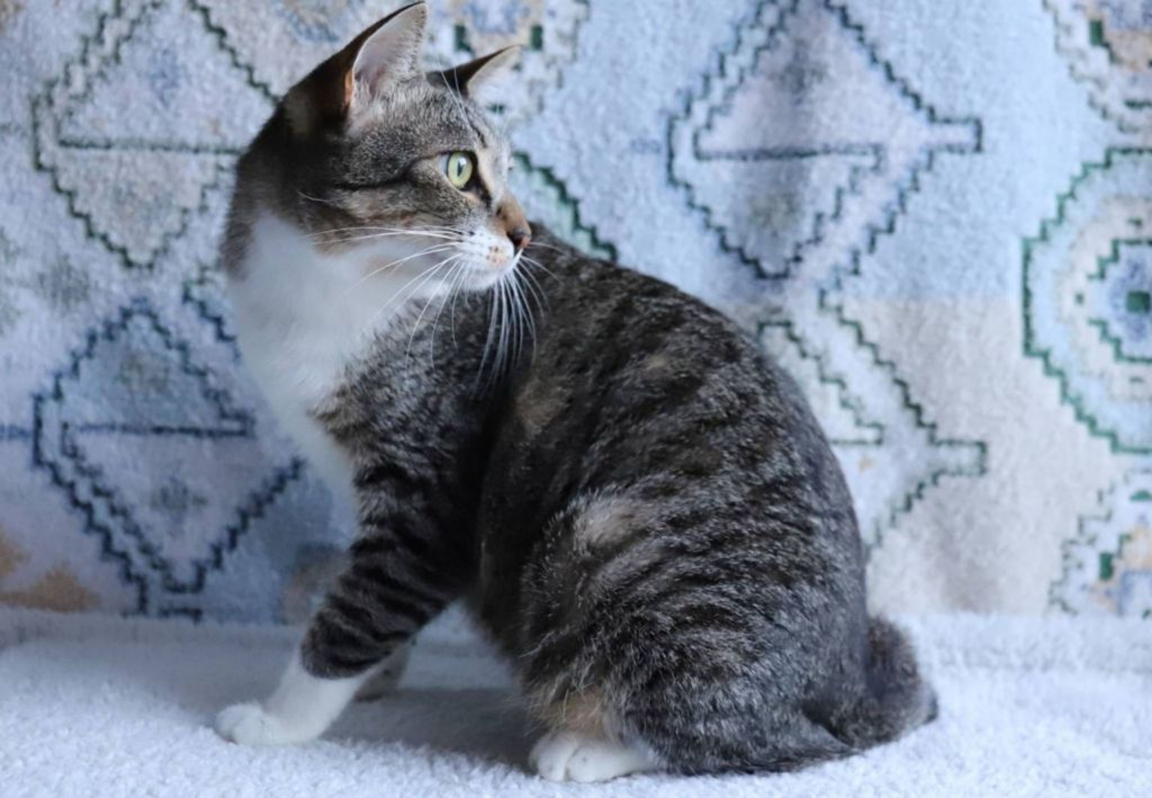 pet-image-6
