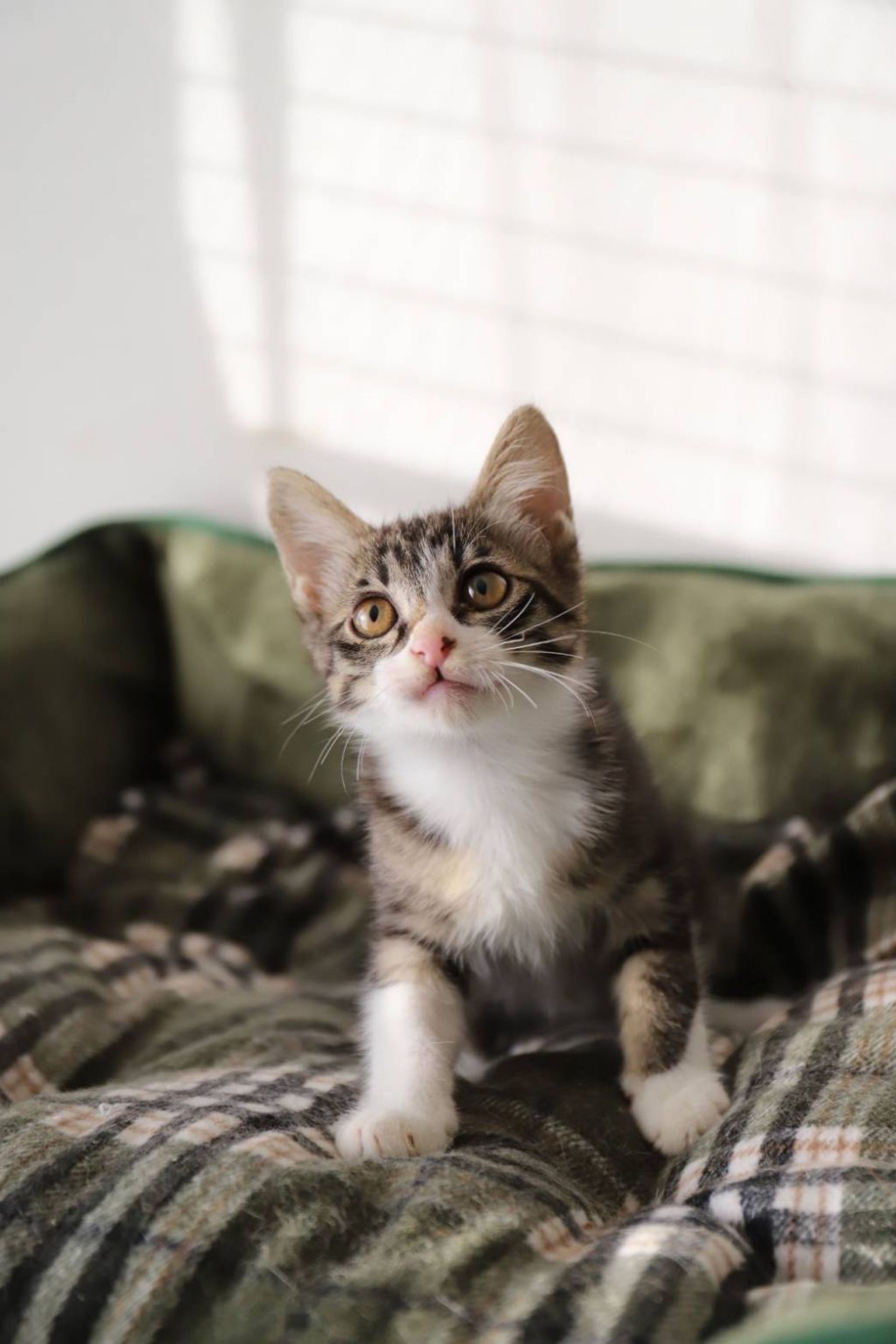 pet-image-4
