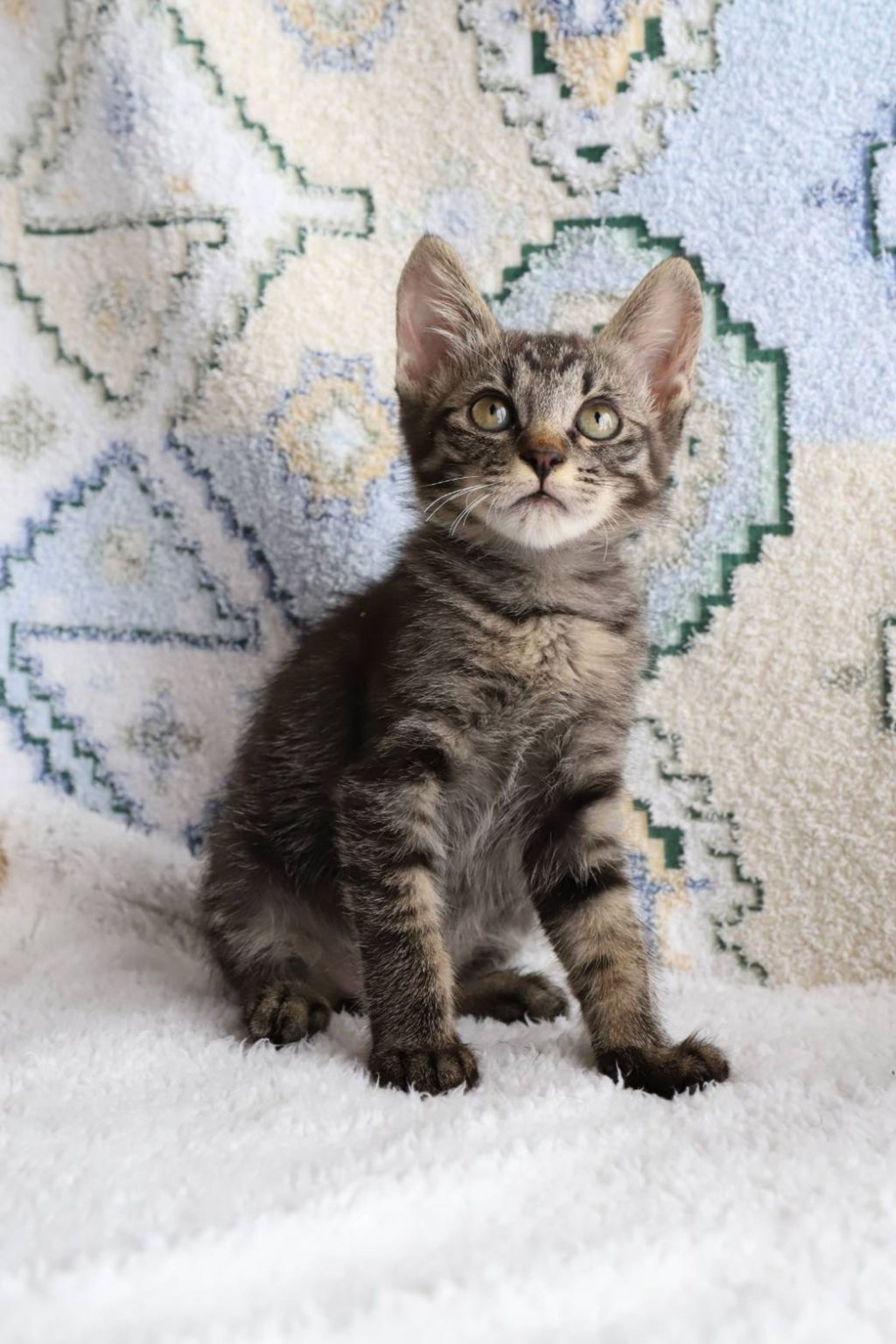 pet-image-5
