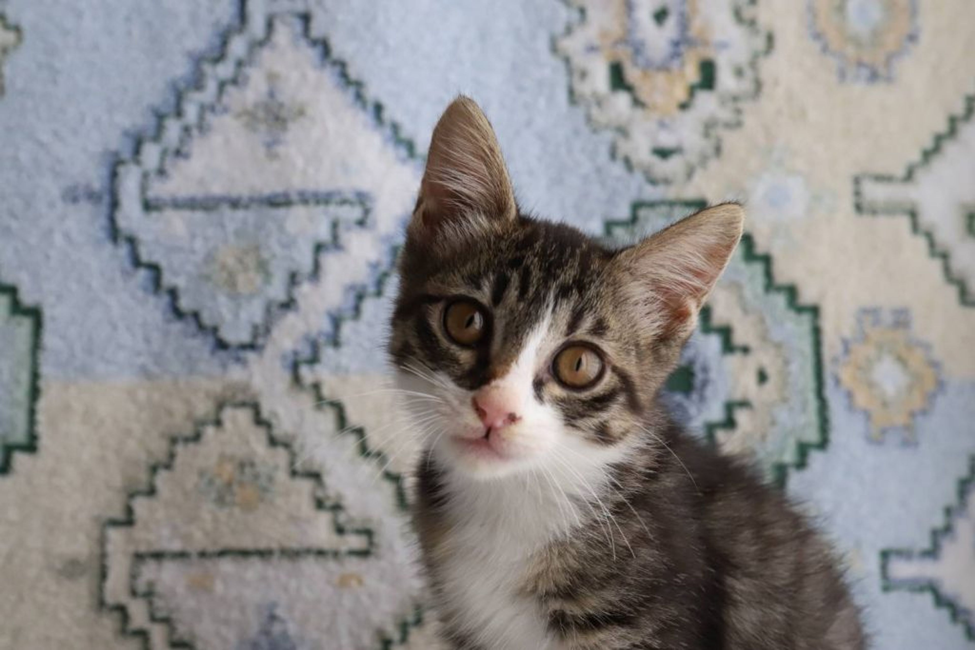 pet-image-6