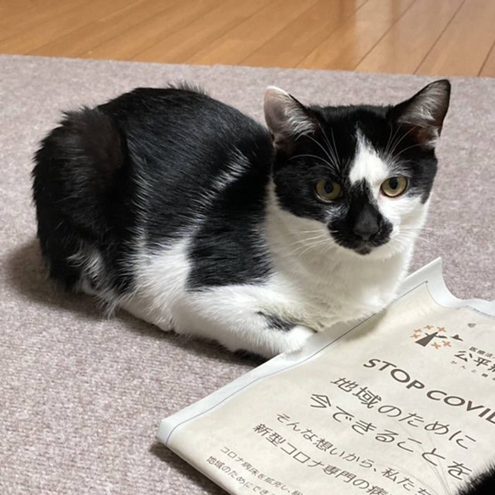 雑種（ミックス猫）・オスの里親募集の写真