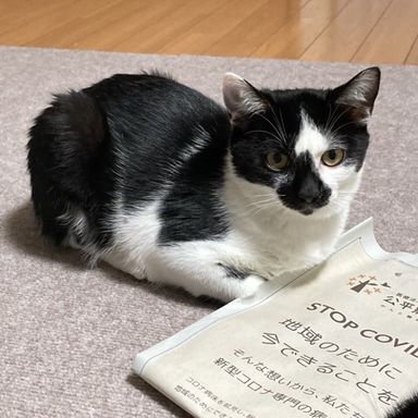 タンゴ