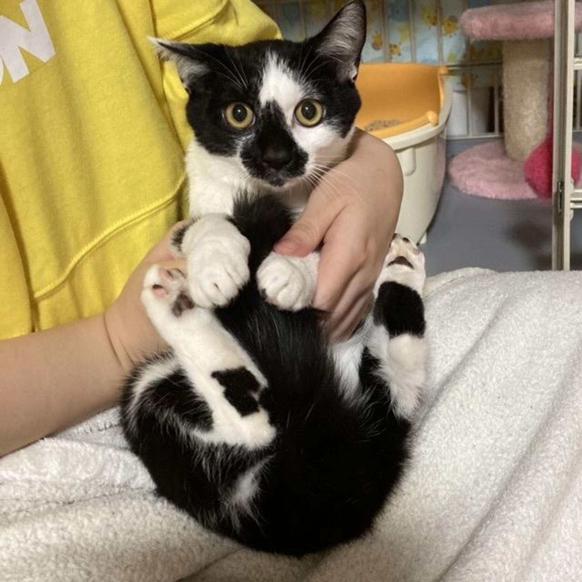 pet-image-2