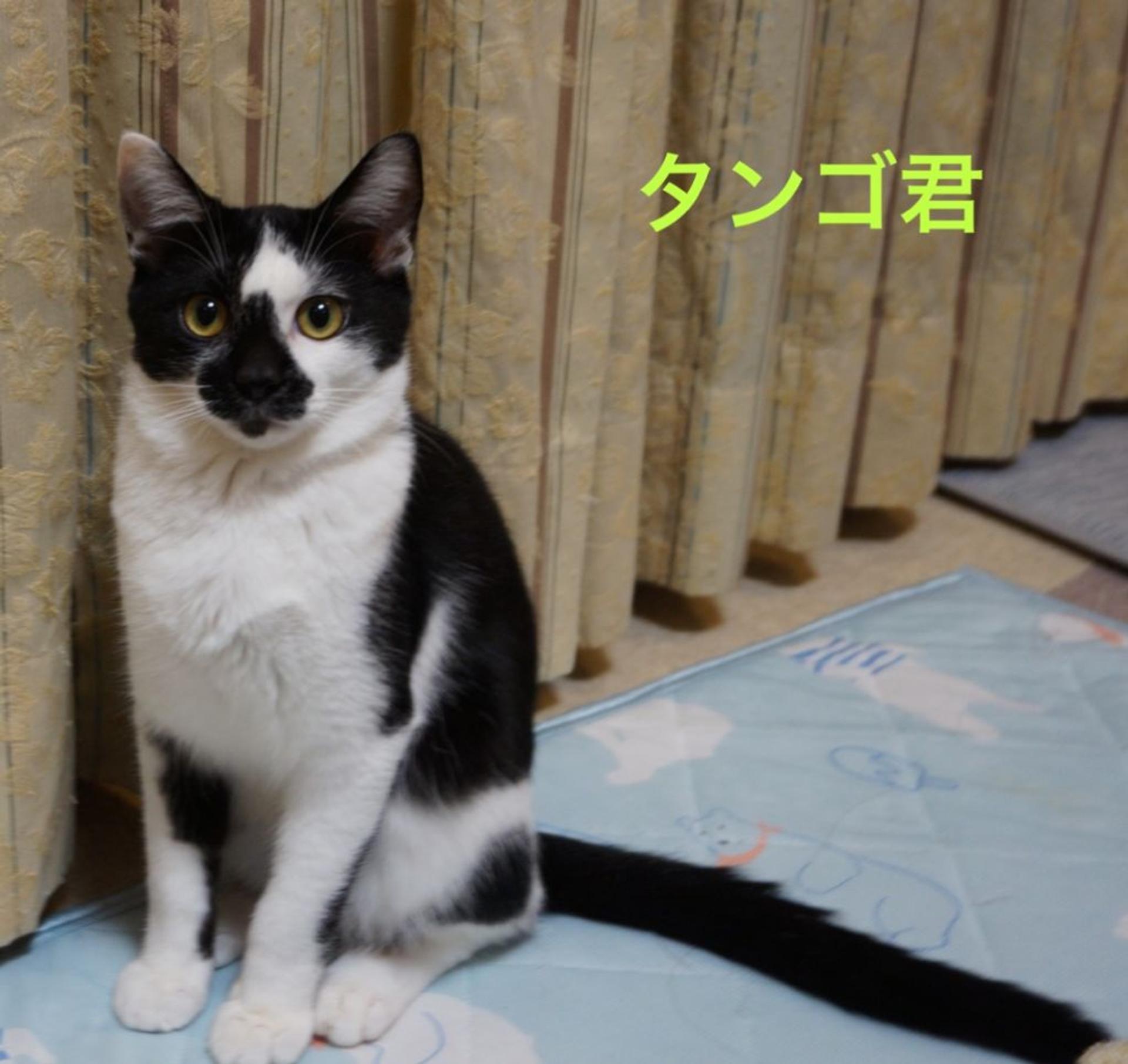 pet-image-3