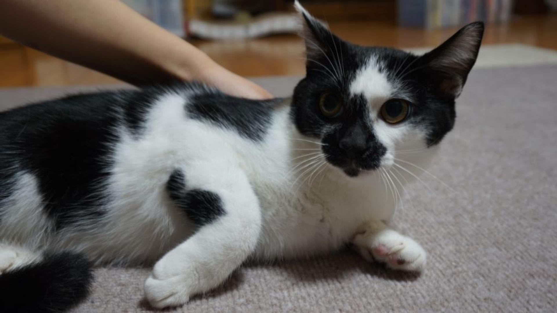 pet-image-5