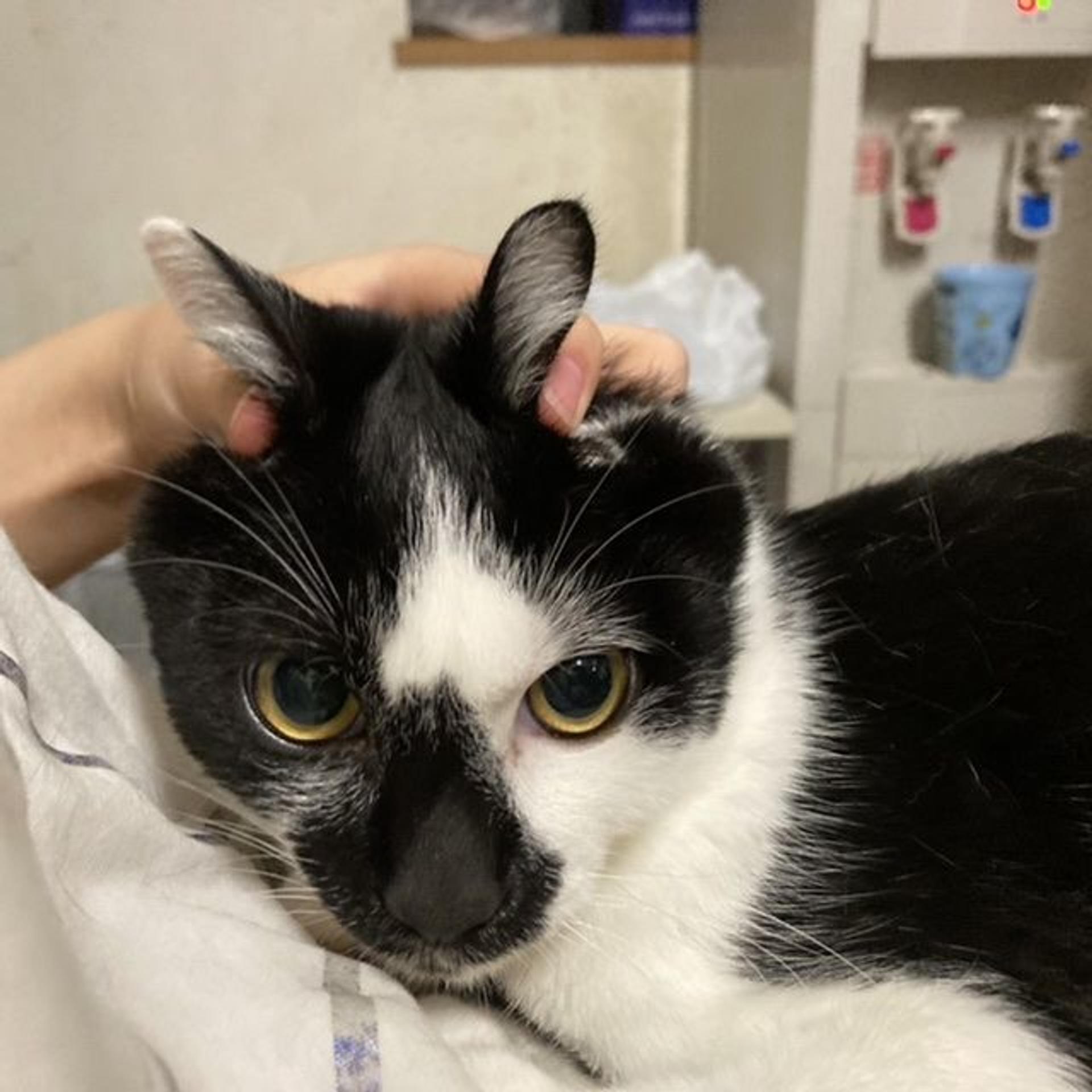 pet-image-6