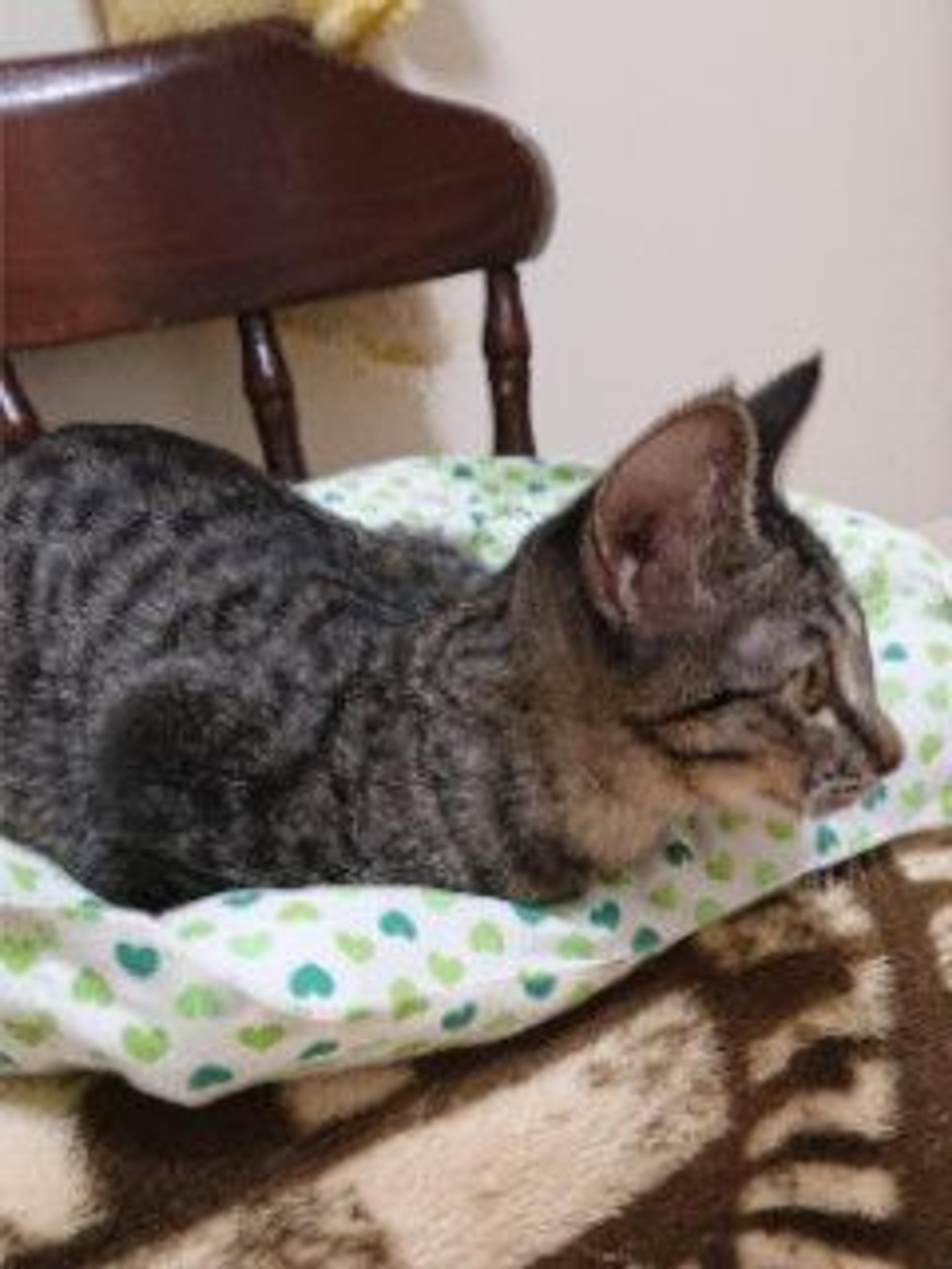 pet-image-3