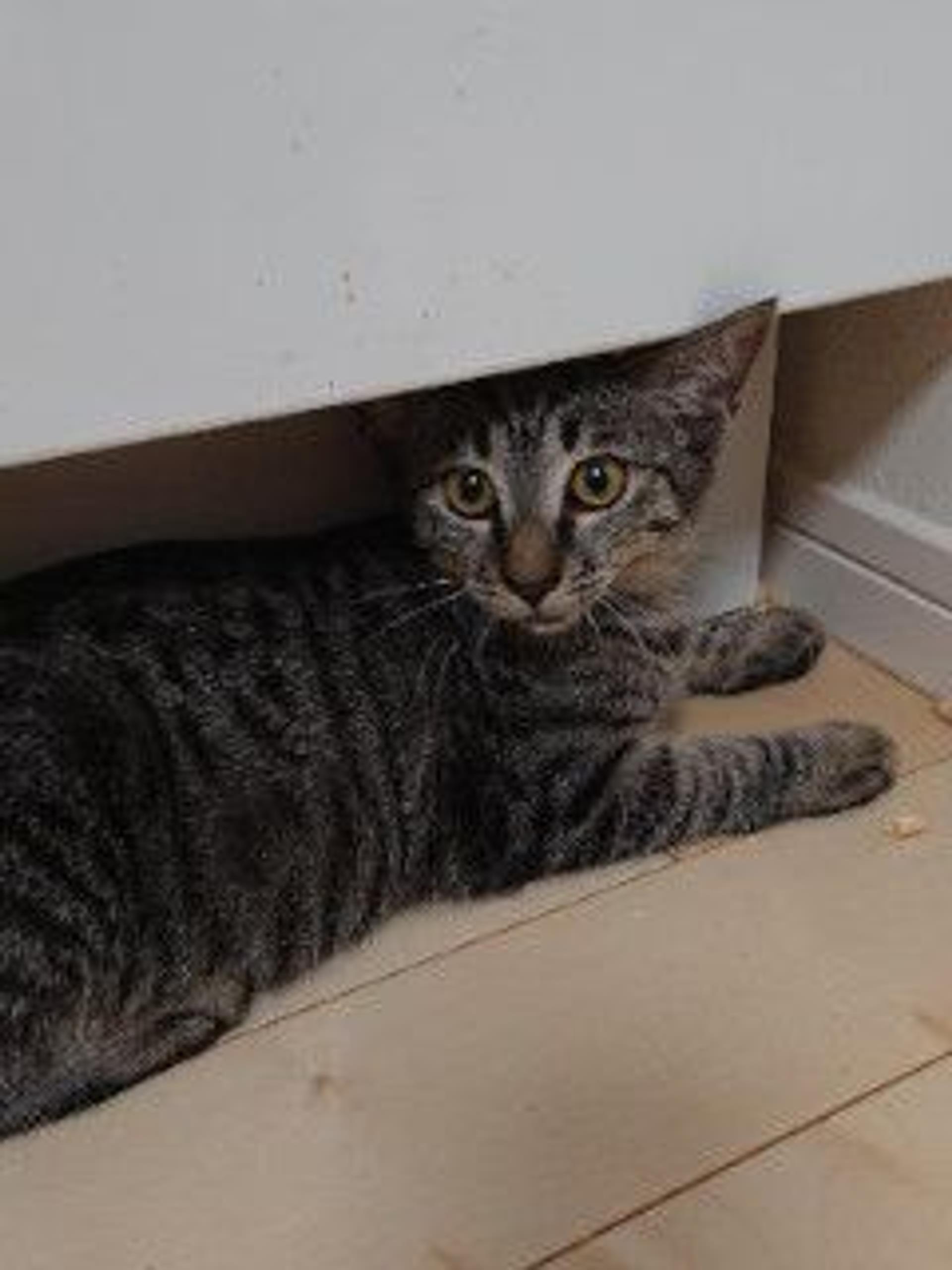 pet-image-6