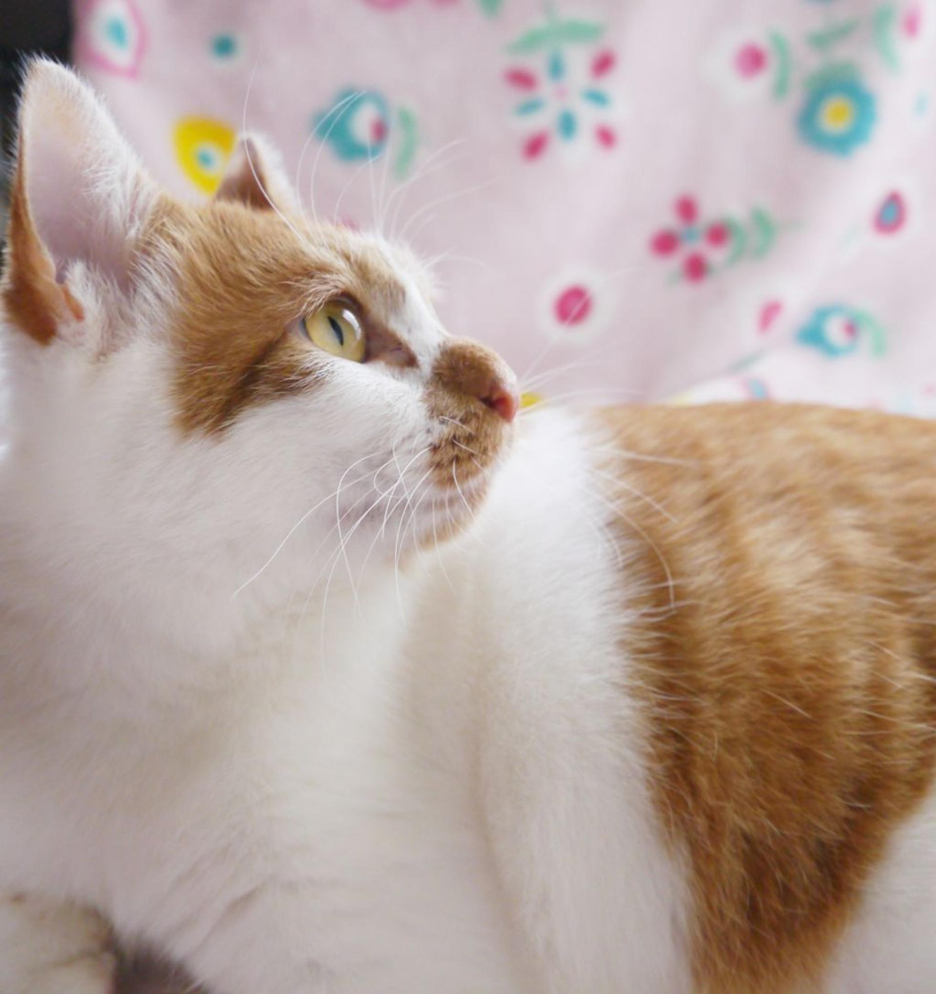 pet-image-3