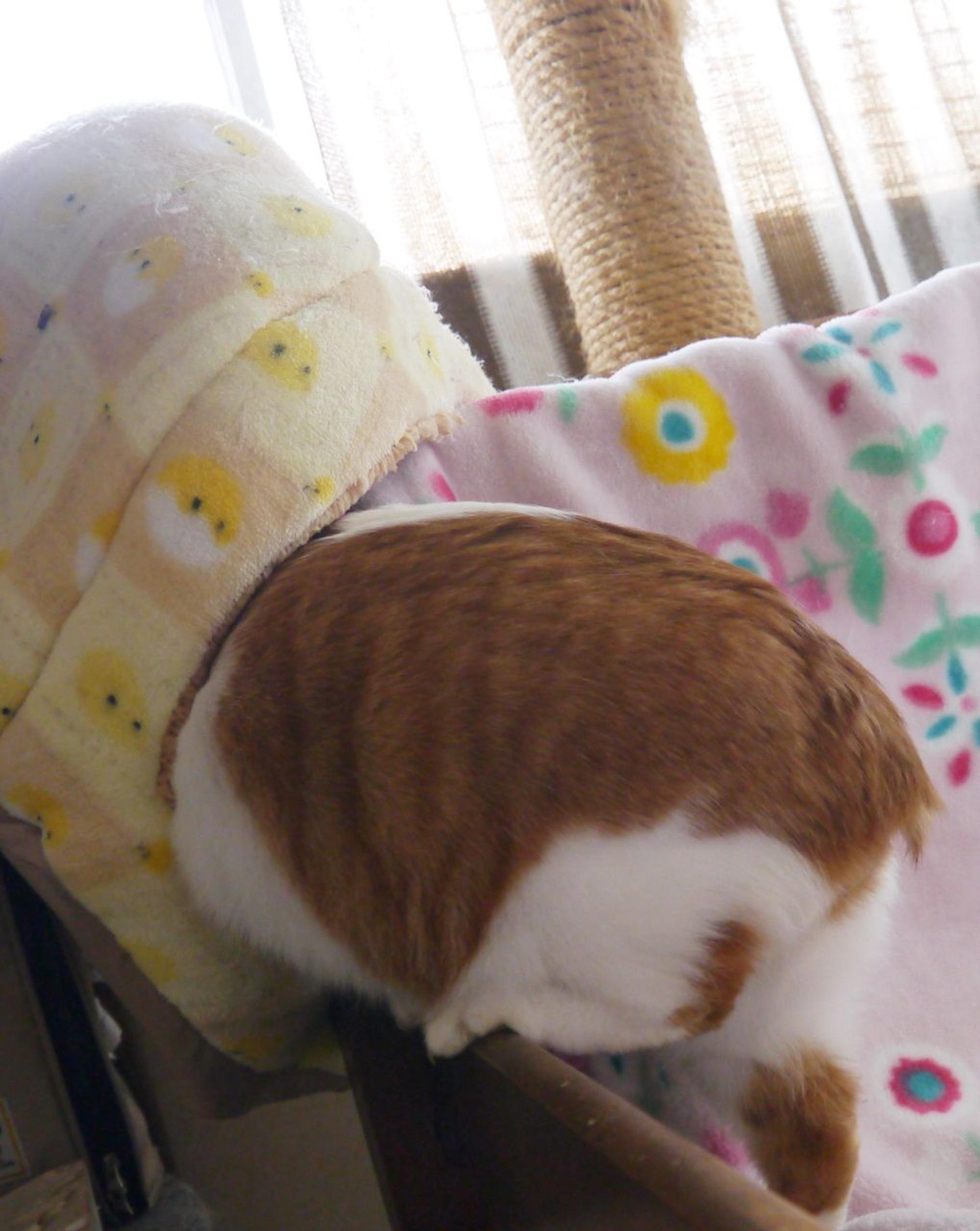 pet-image-4