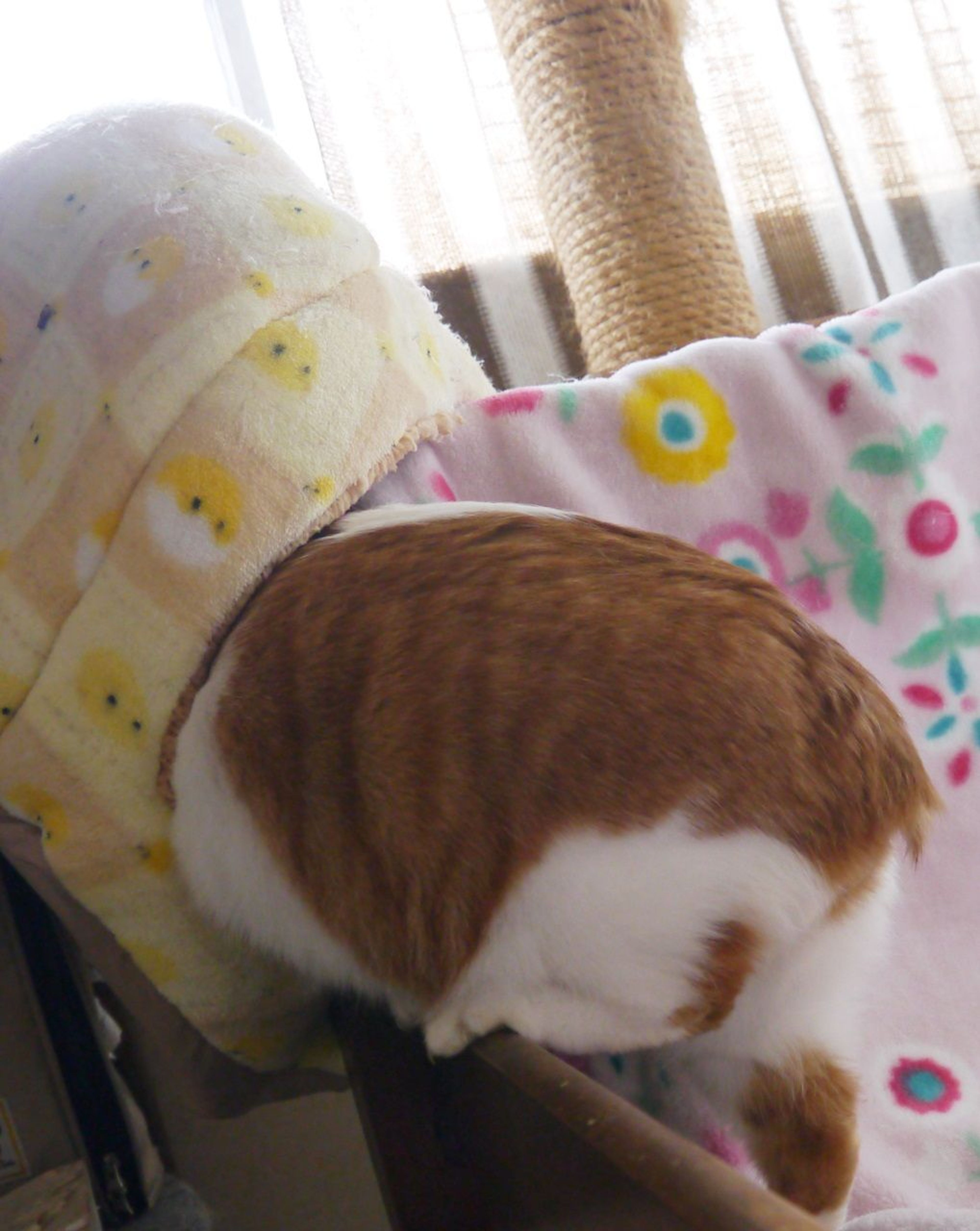 pet-image-4