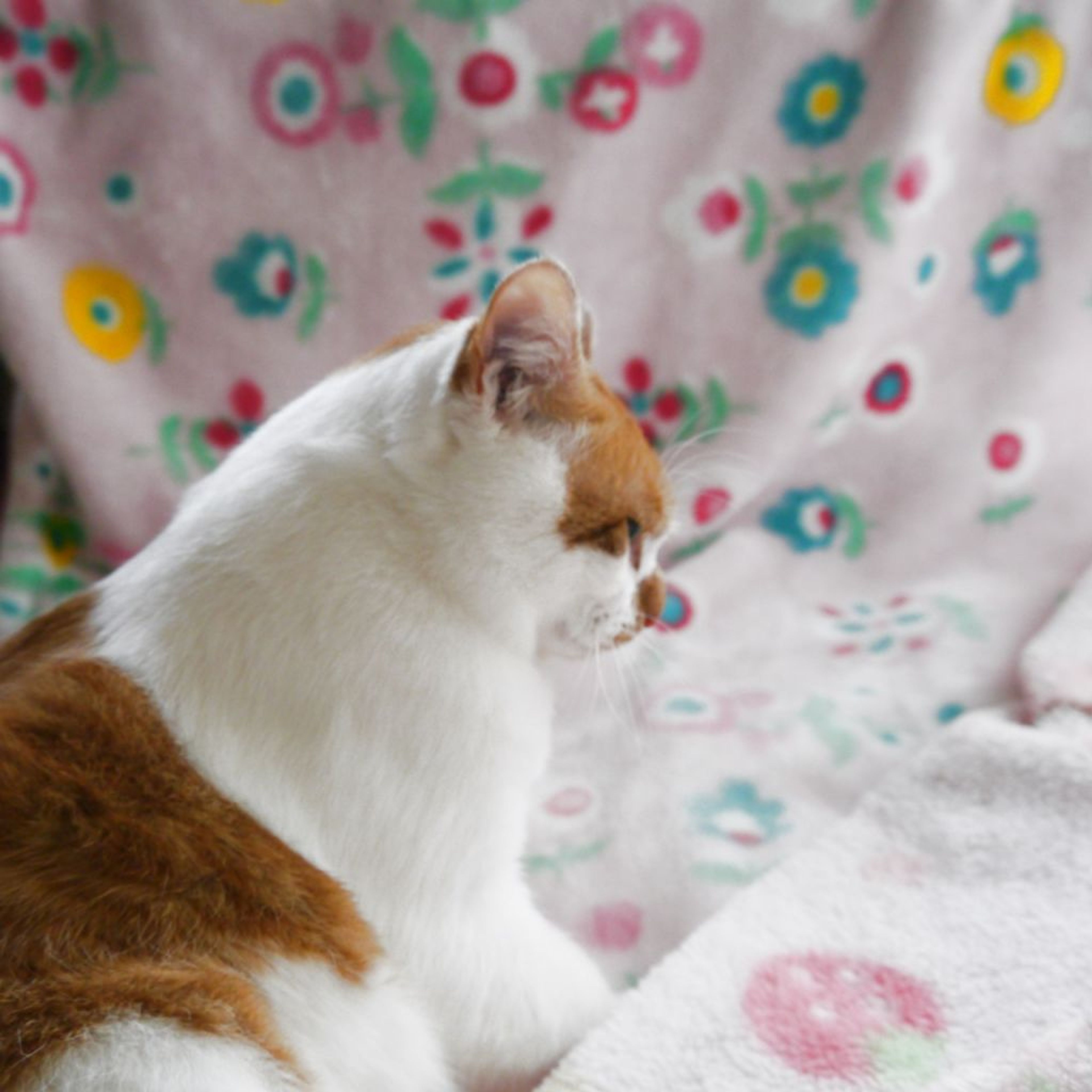 pet-image-5