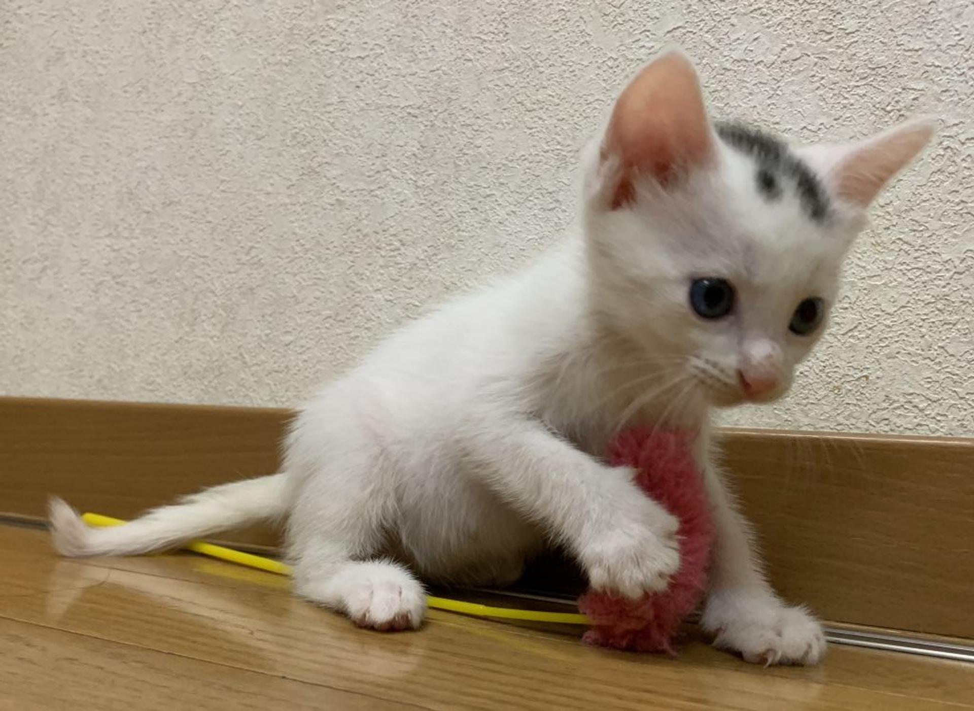 pet-image-2