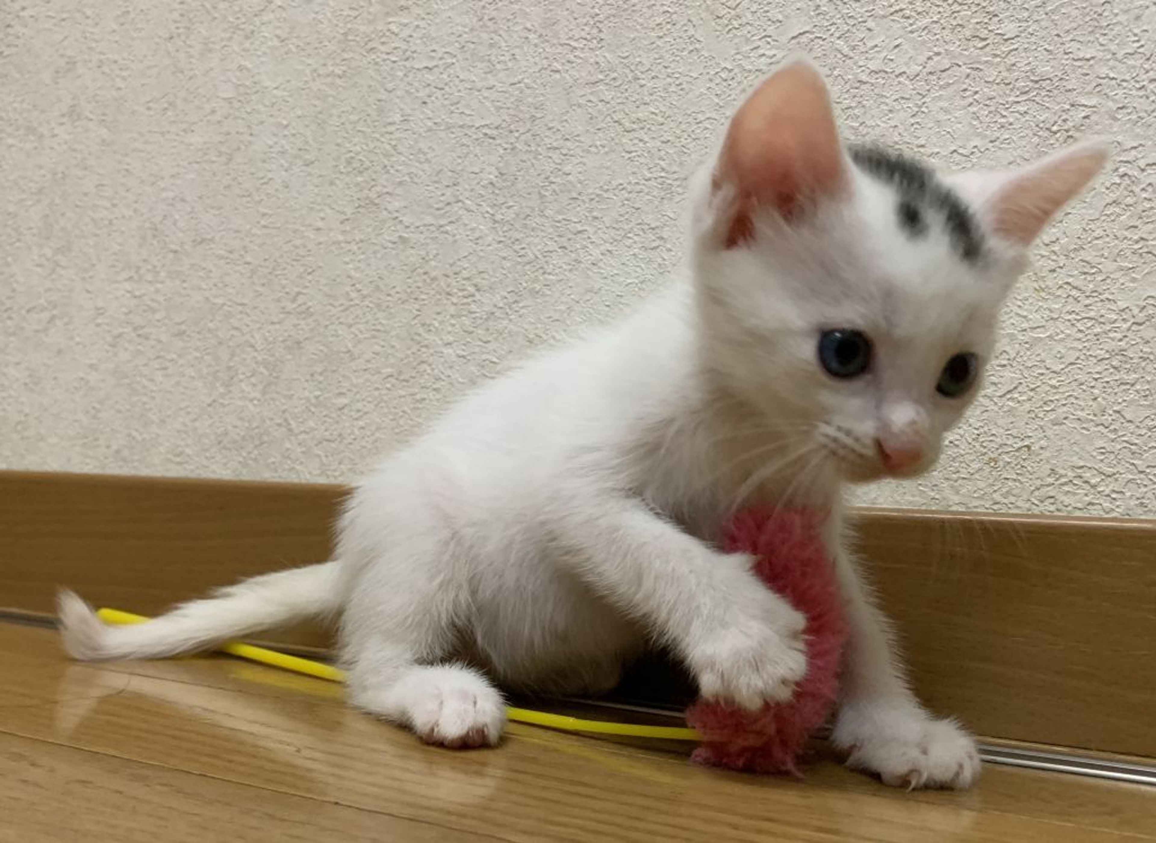 pet-image-2