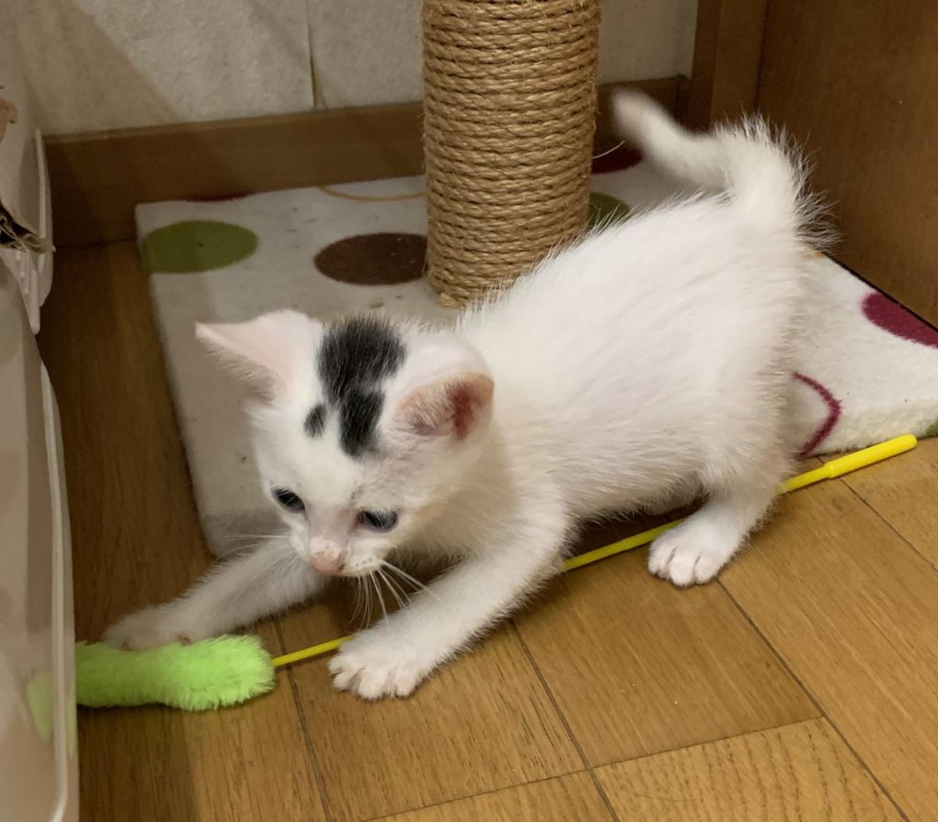 pet-image-3