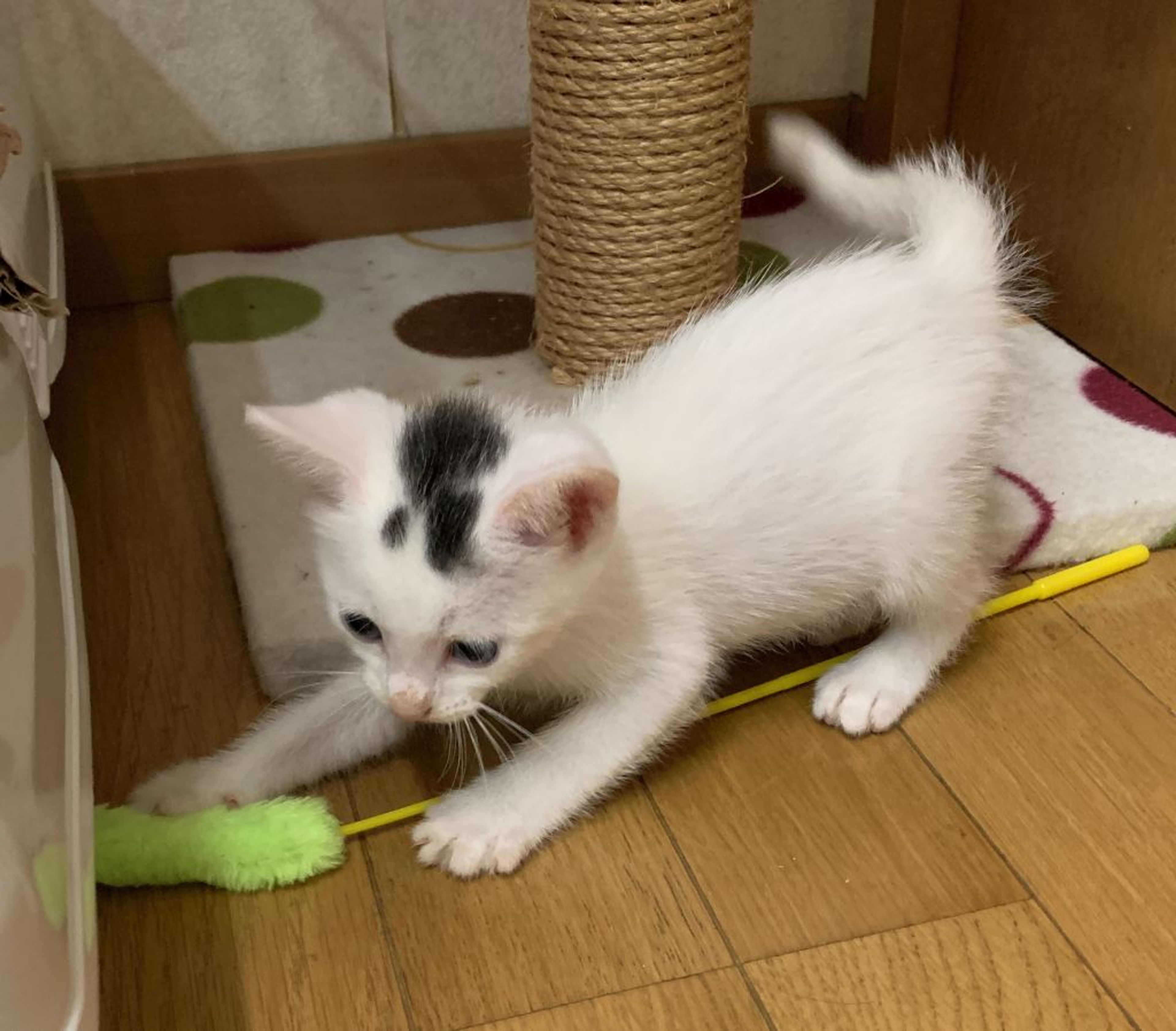 pet-image-3