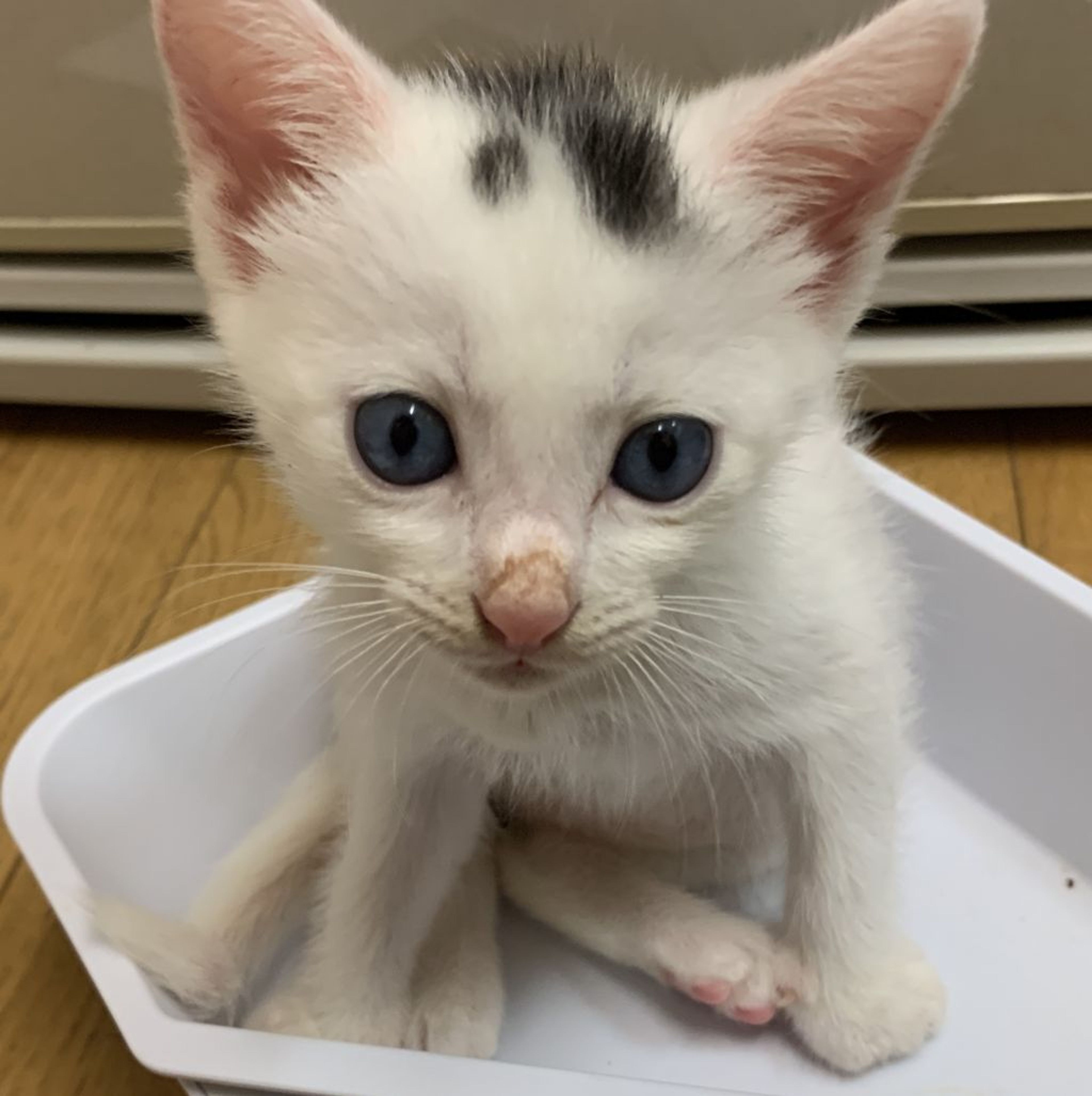 pet-image-4
