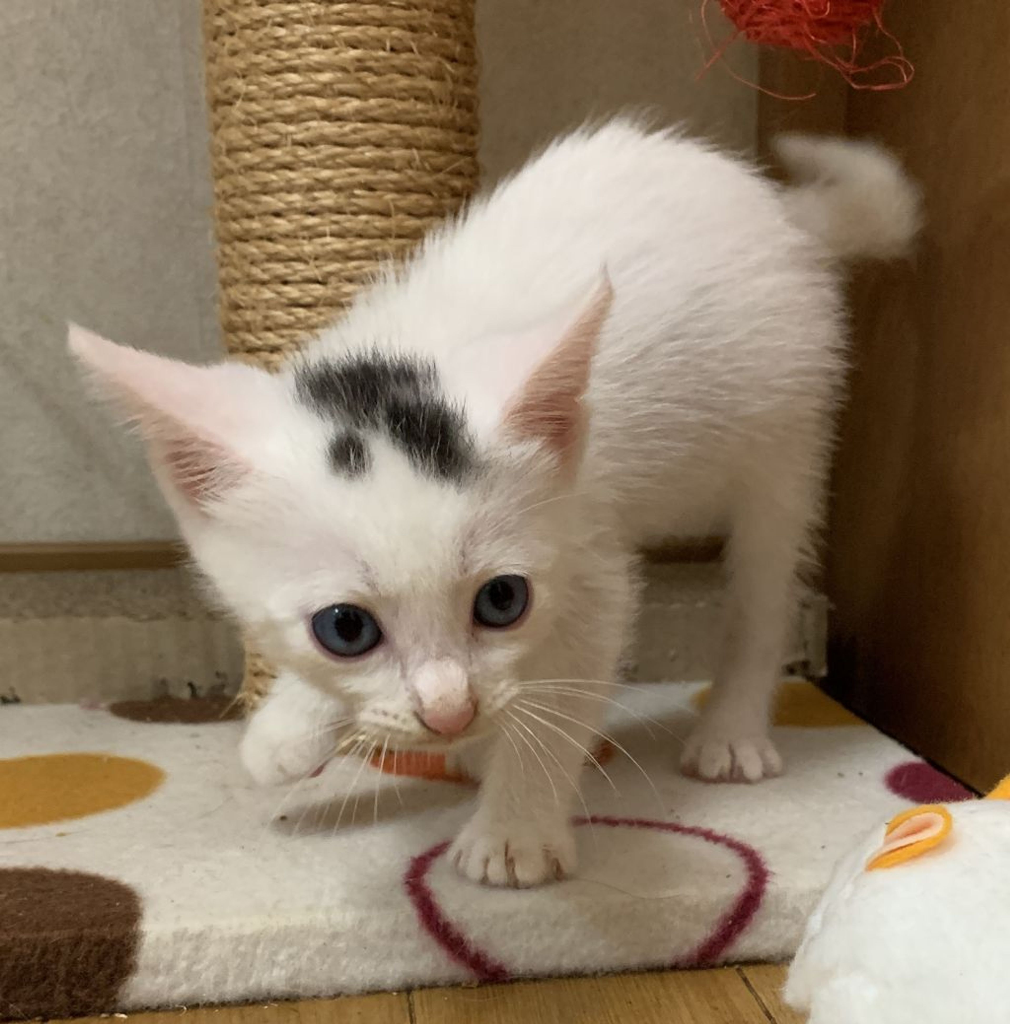 pet-image-6