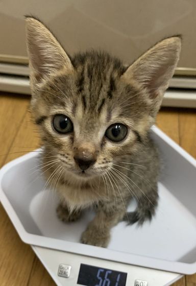ベルの写真