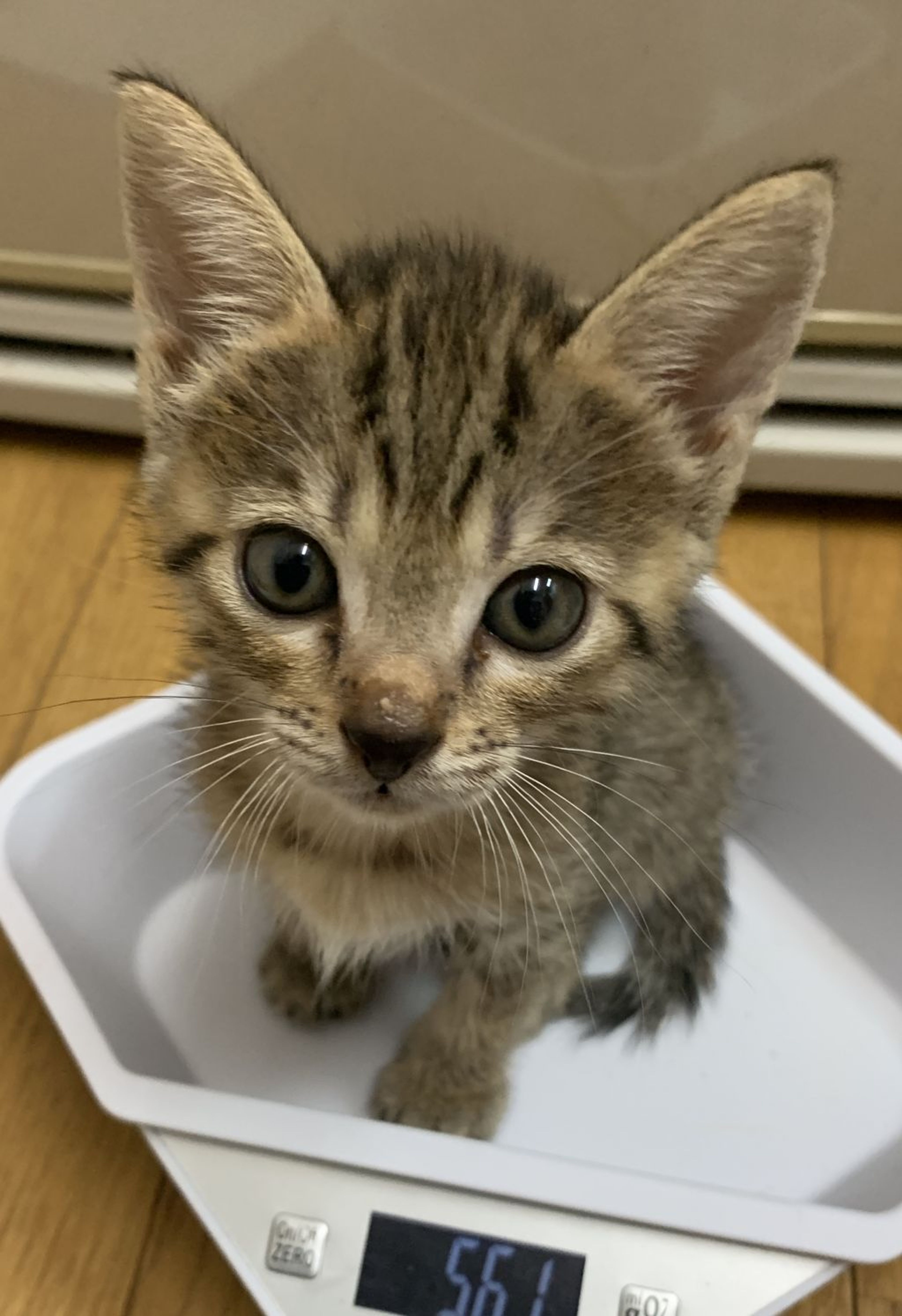雑種（ミックス猫）・メスの里親募集の写真