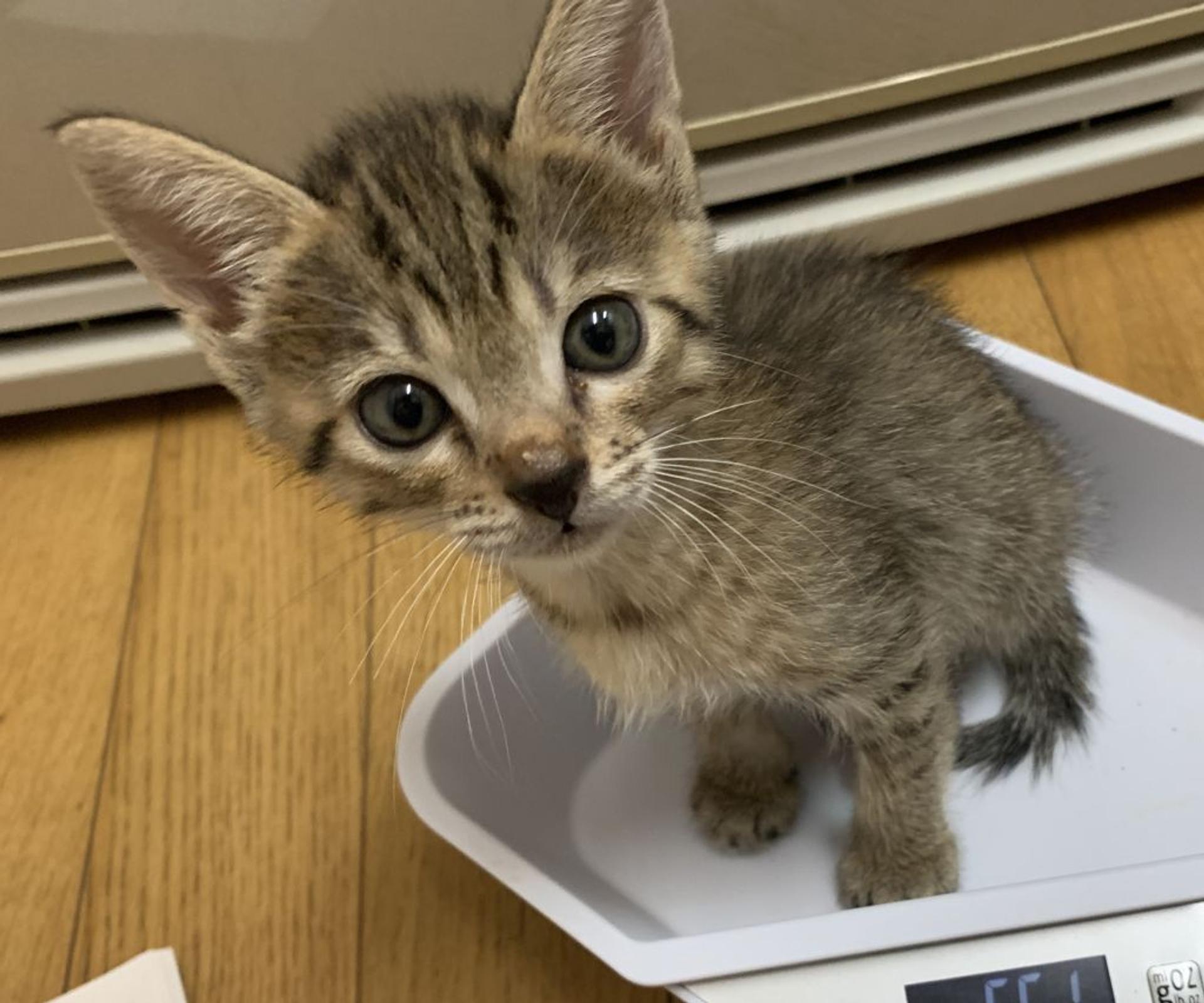 pet-image-2