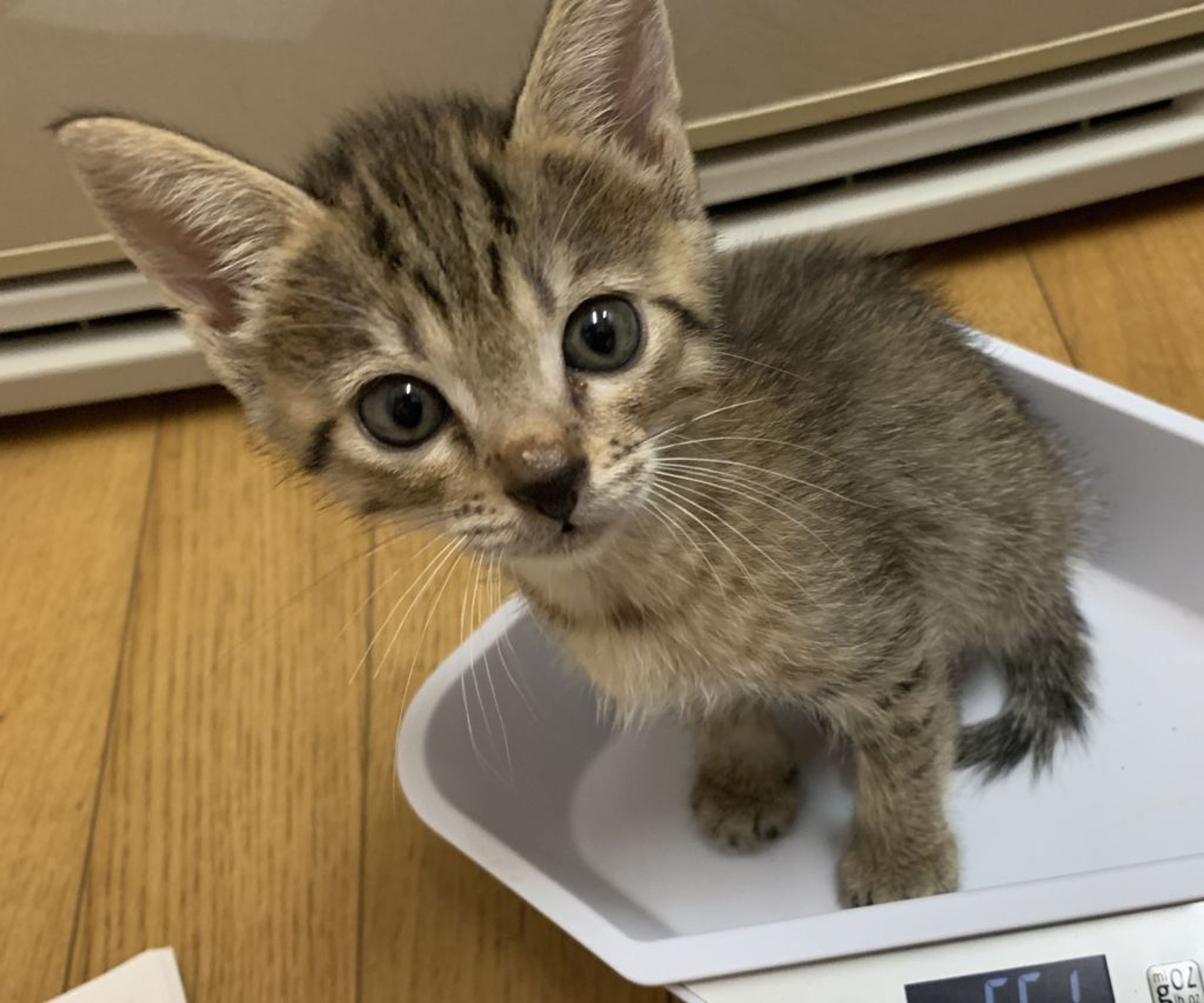 pet-image-2