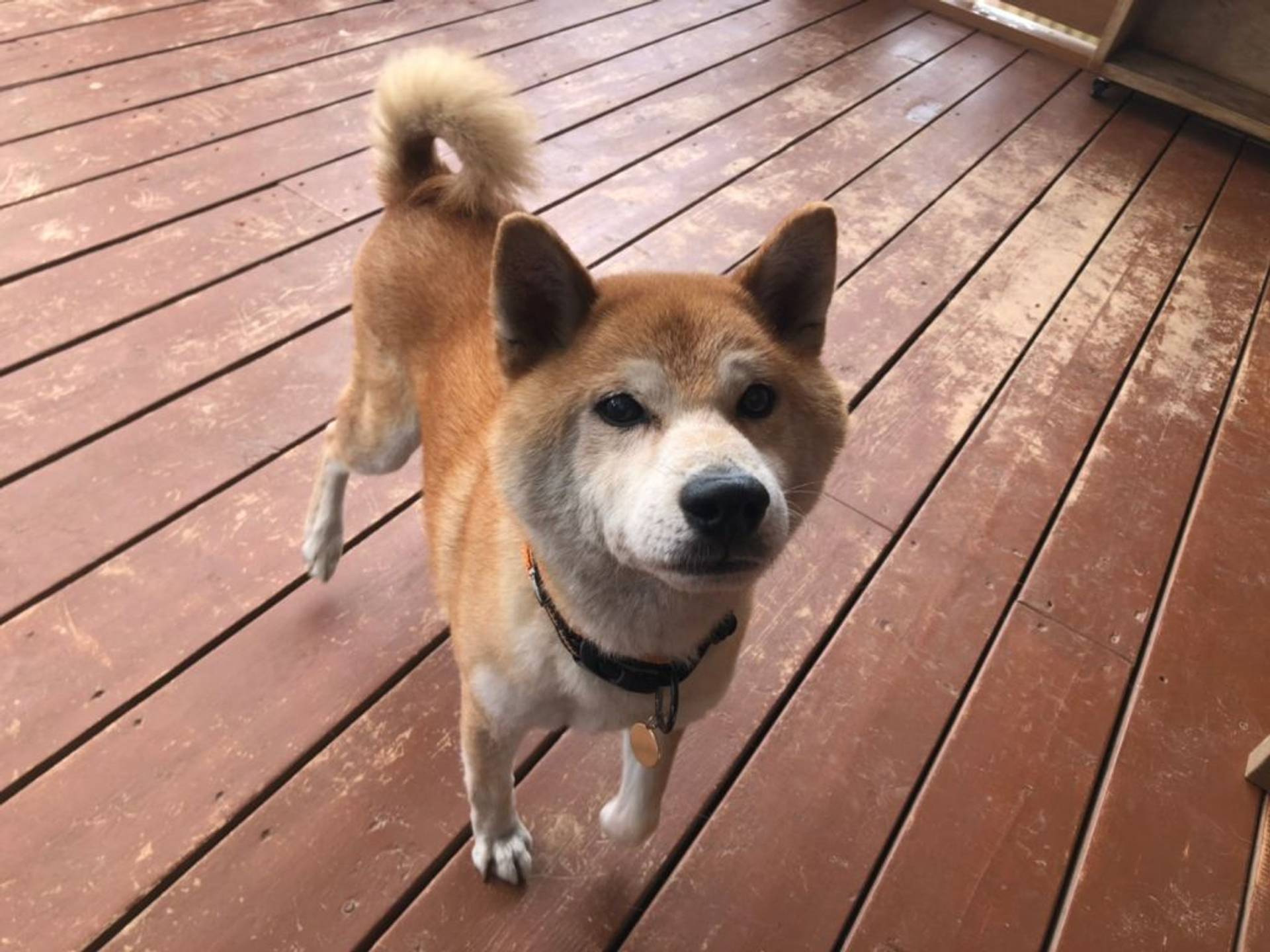 柴犬・オスの里親募集の写真