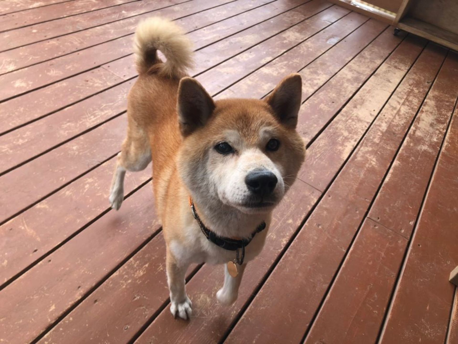 柴犬・オスの里親募集の写真