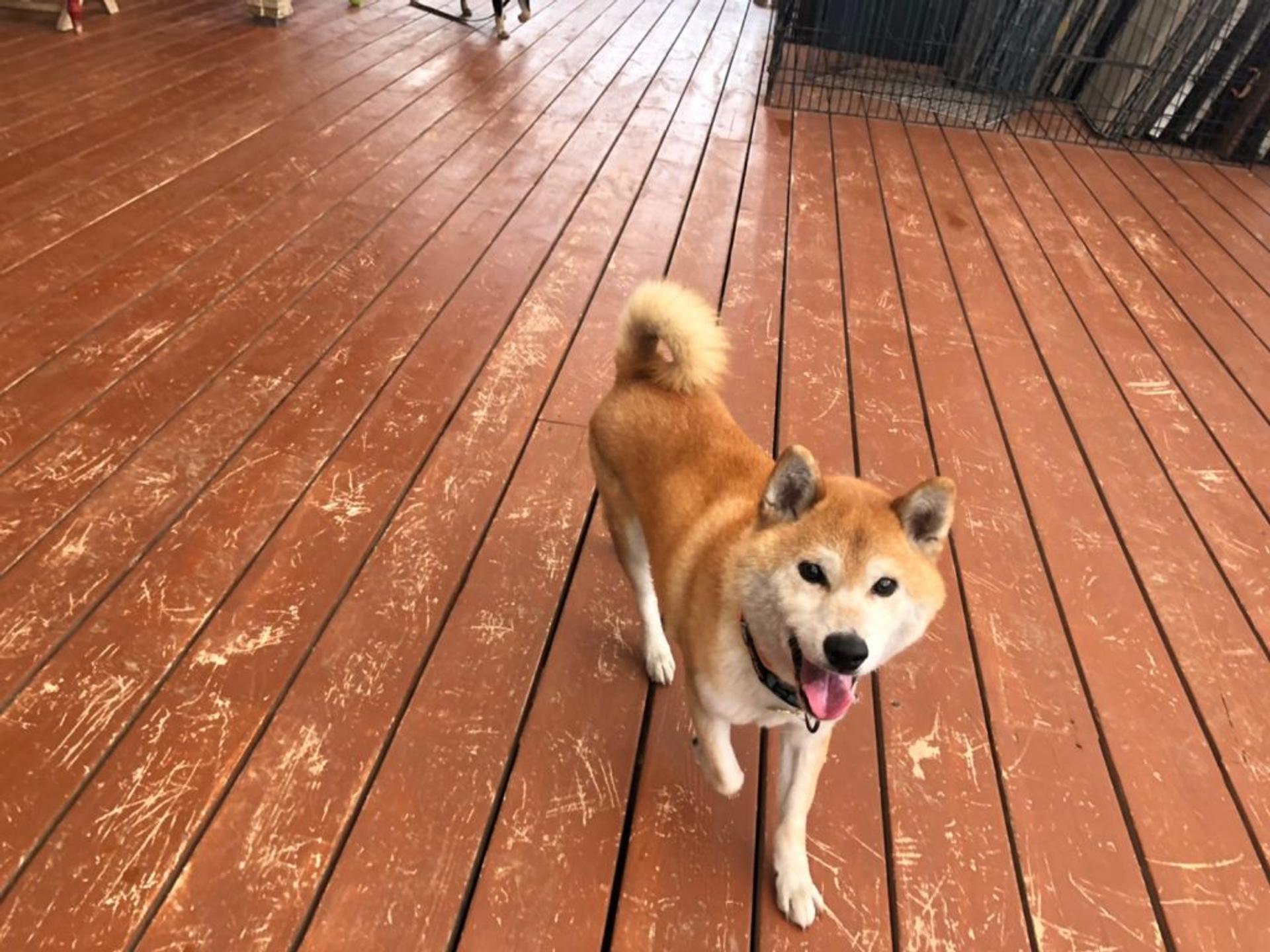 pet-image-2