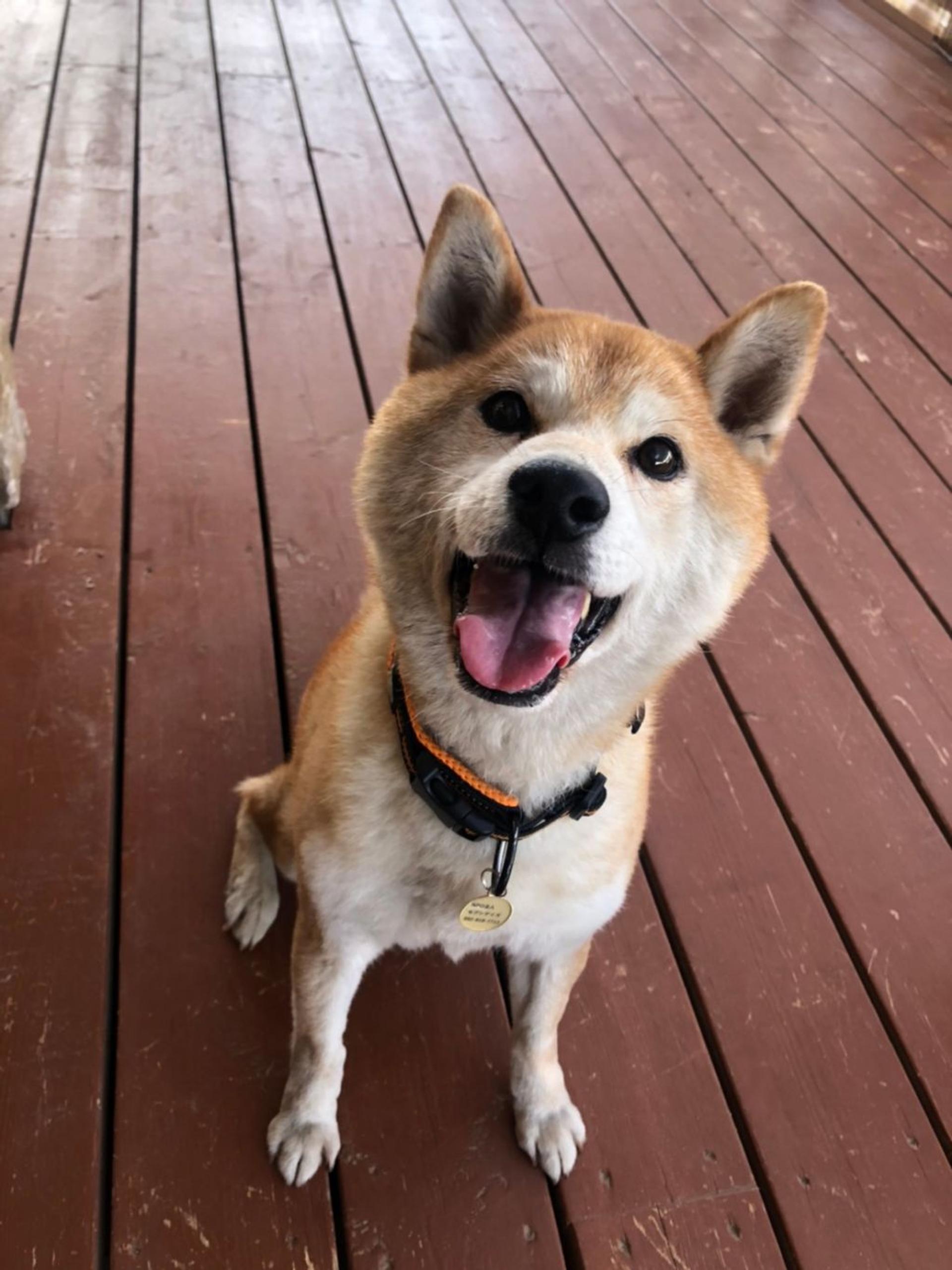 pet-image-4