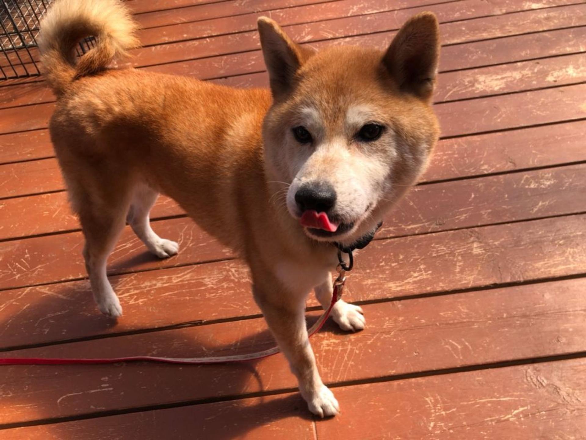 pet-image-7