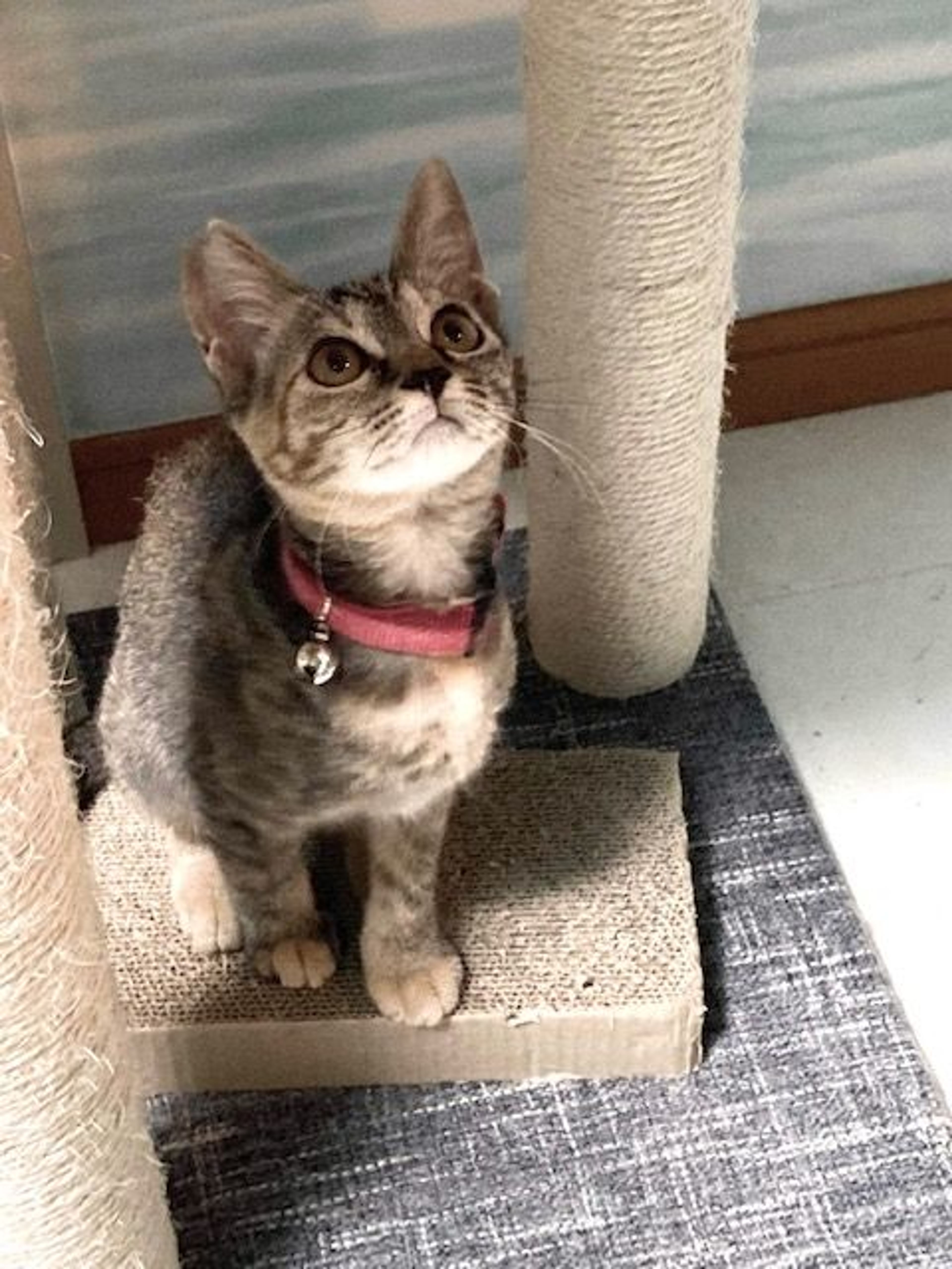 雑種（ミックス猫）・メスの里親募集の写真