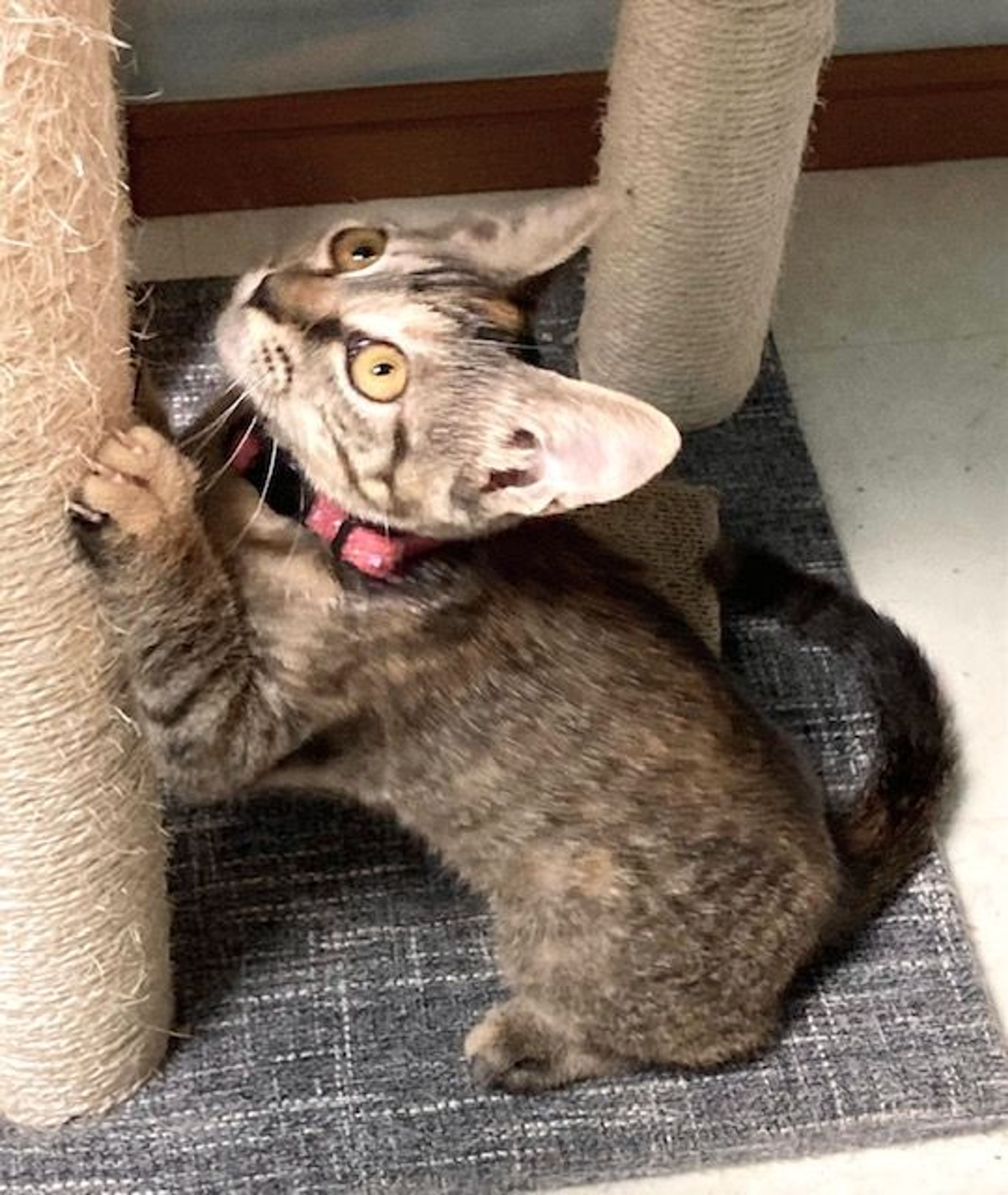 pet-image-2