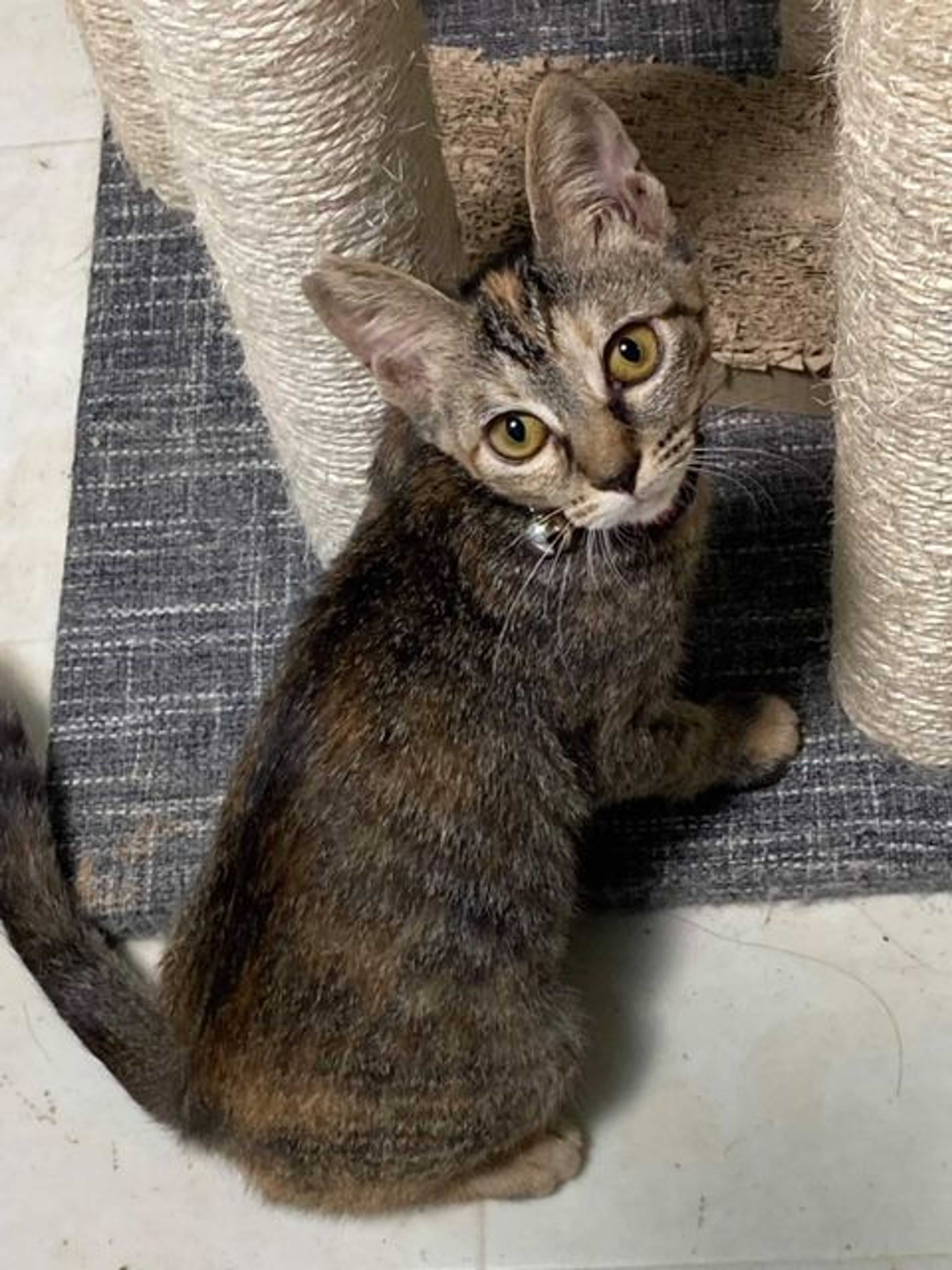 pet-image-3